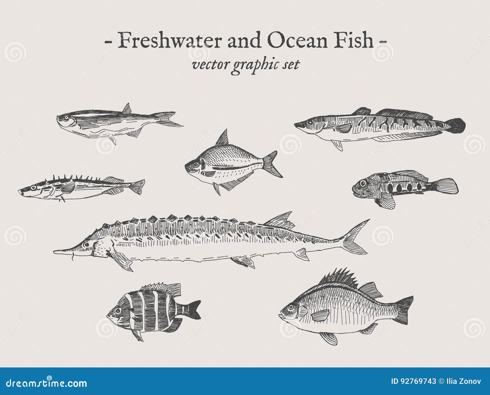 Fish Vintage Vector Illustration Set Stock Vector Illustration of