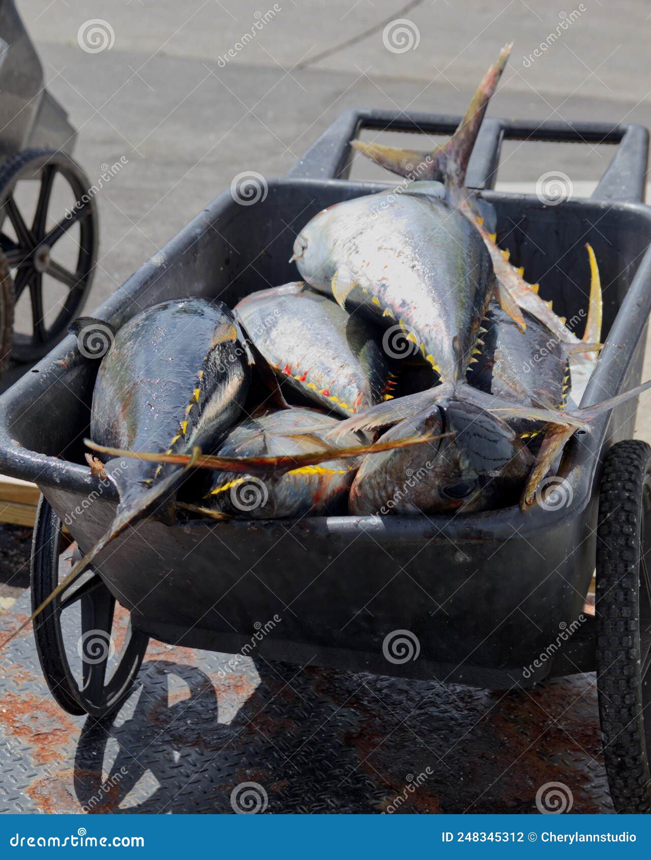 Fish in Wagon Next To Weighing Scales at a Station. Outer Banks NC Stock  Photo - Image of lifestyle, nature: 248345312