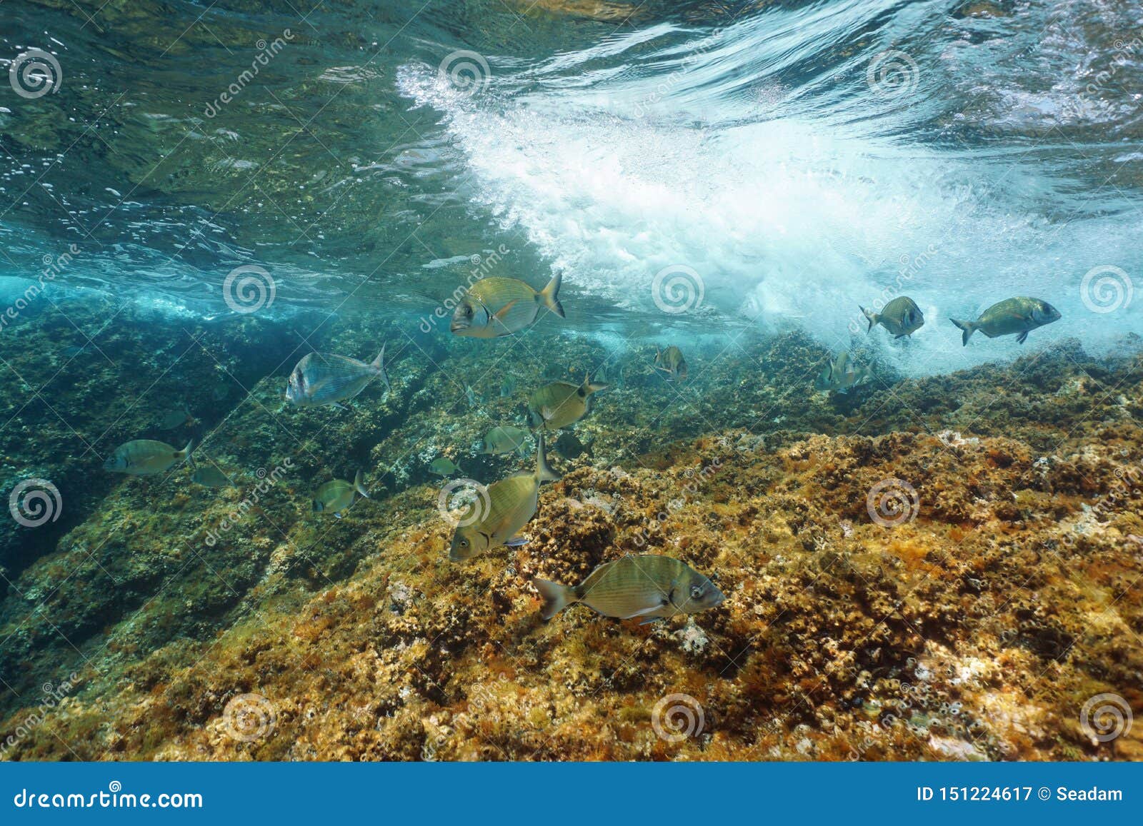 Fish with Wave Underwater Mediterranean Sea Stock Image - Image of ...