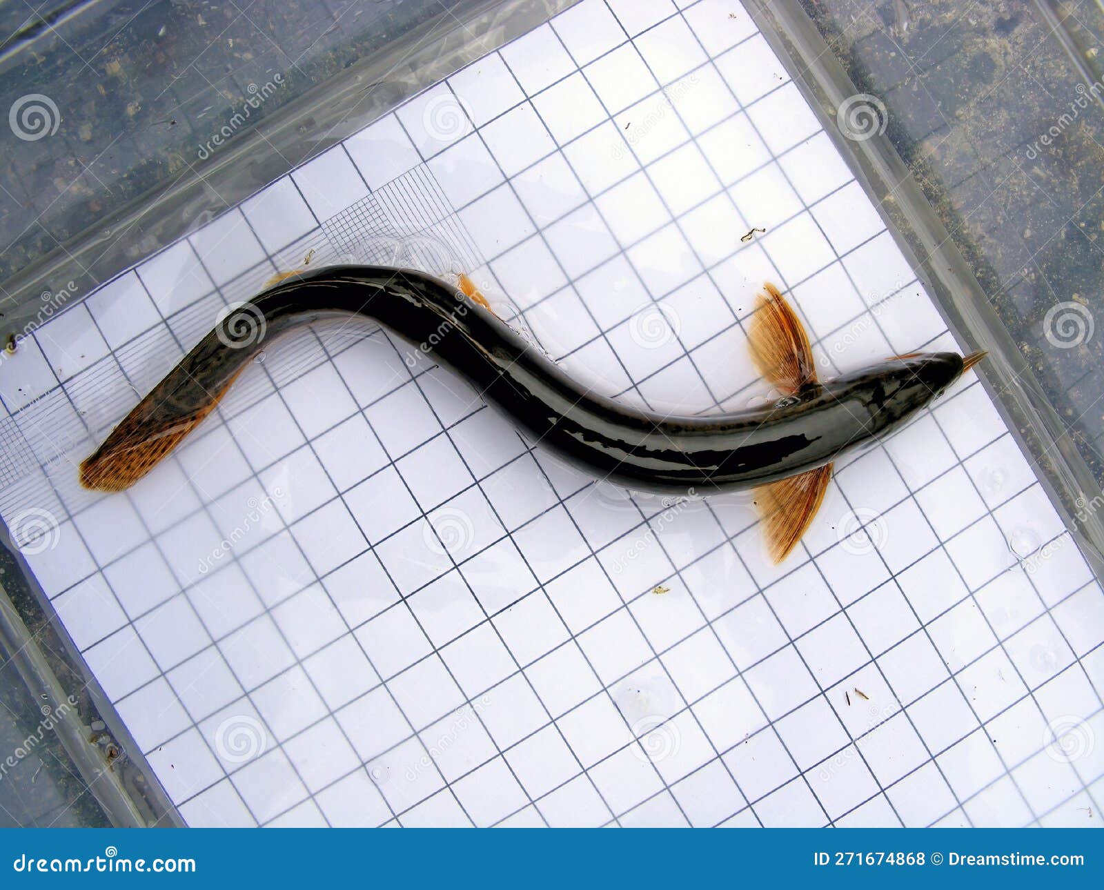 fish weather loach (misgurnus fossilis) on the background of a 5 mm measurement grid. ichthyology research.