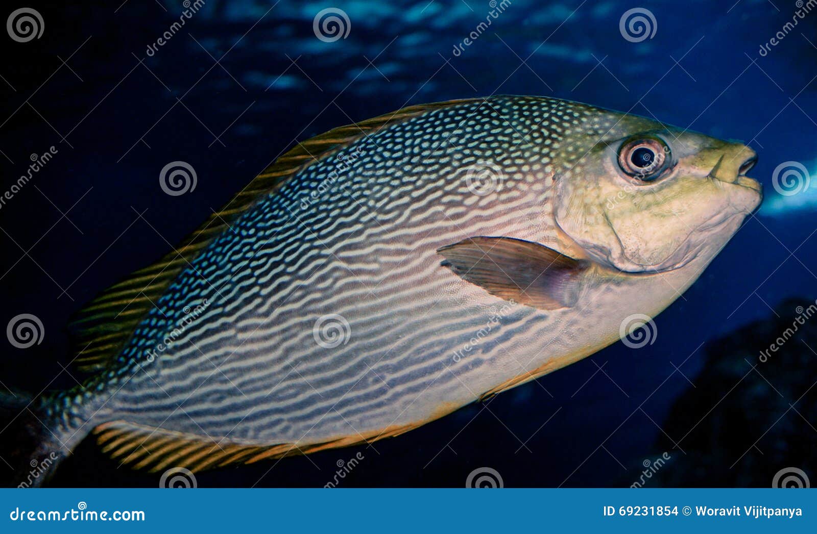 Fish Yellow fin stock photo. Image of details, animal - 69231854