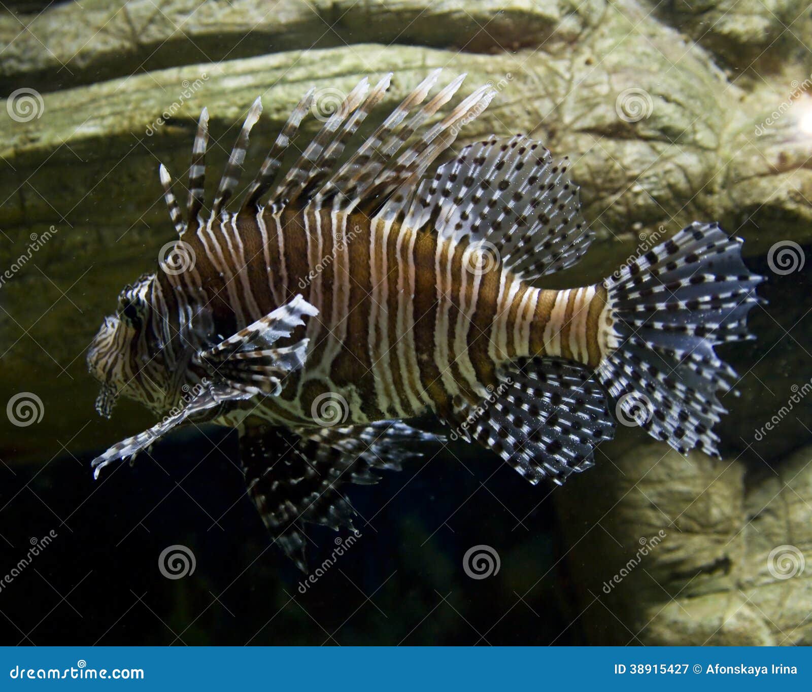Fishzebra stock image. Image of fauna, zebra, fish, volitans 38915427