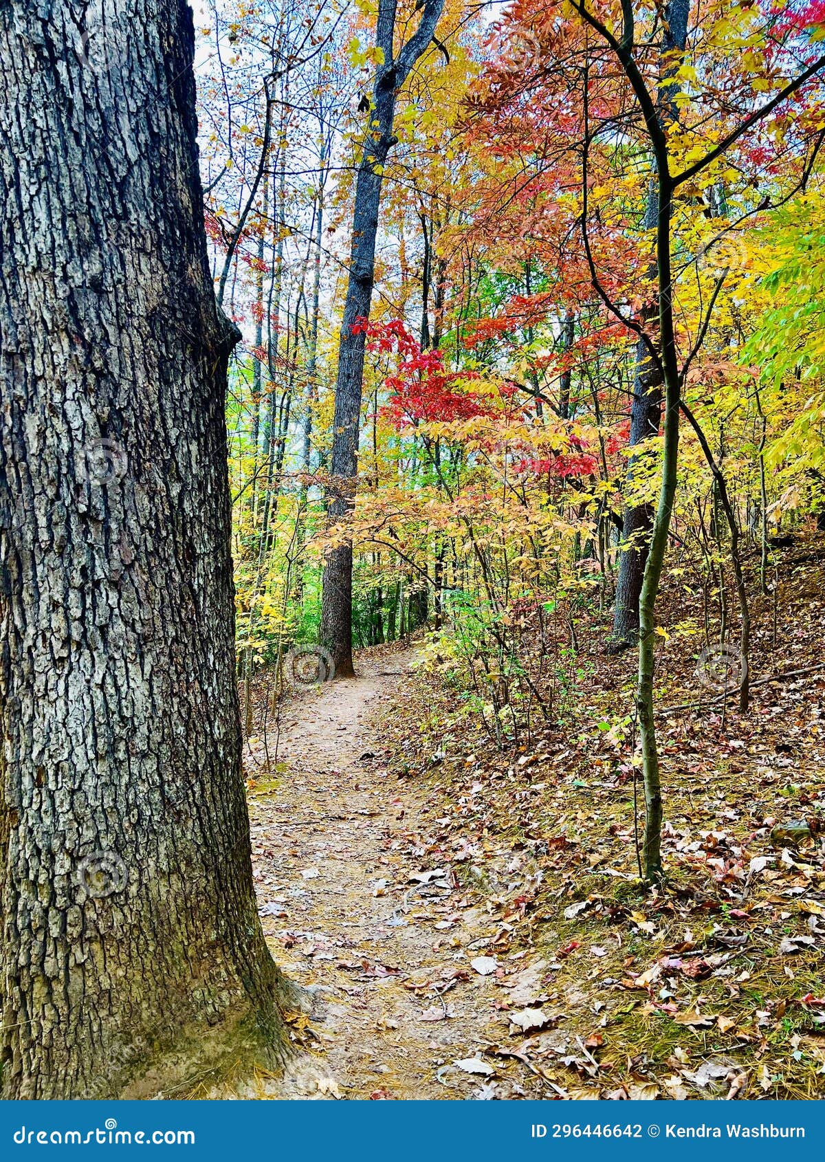 Fishburn Park Stock Photos Free & RoyaltyFree Stock Photos from