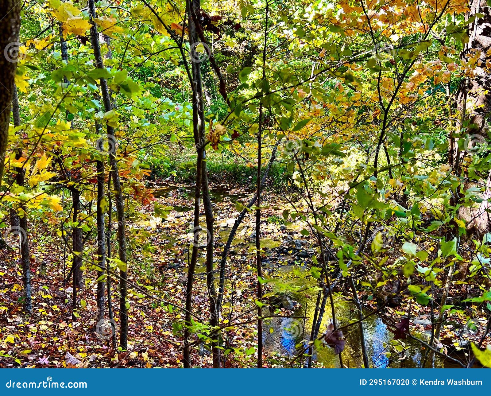 Fishburn Park in Virginia stock photo. Image of landscape 295167020