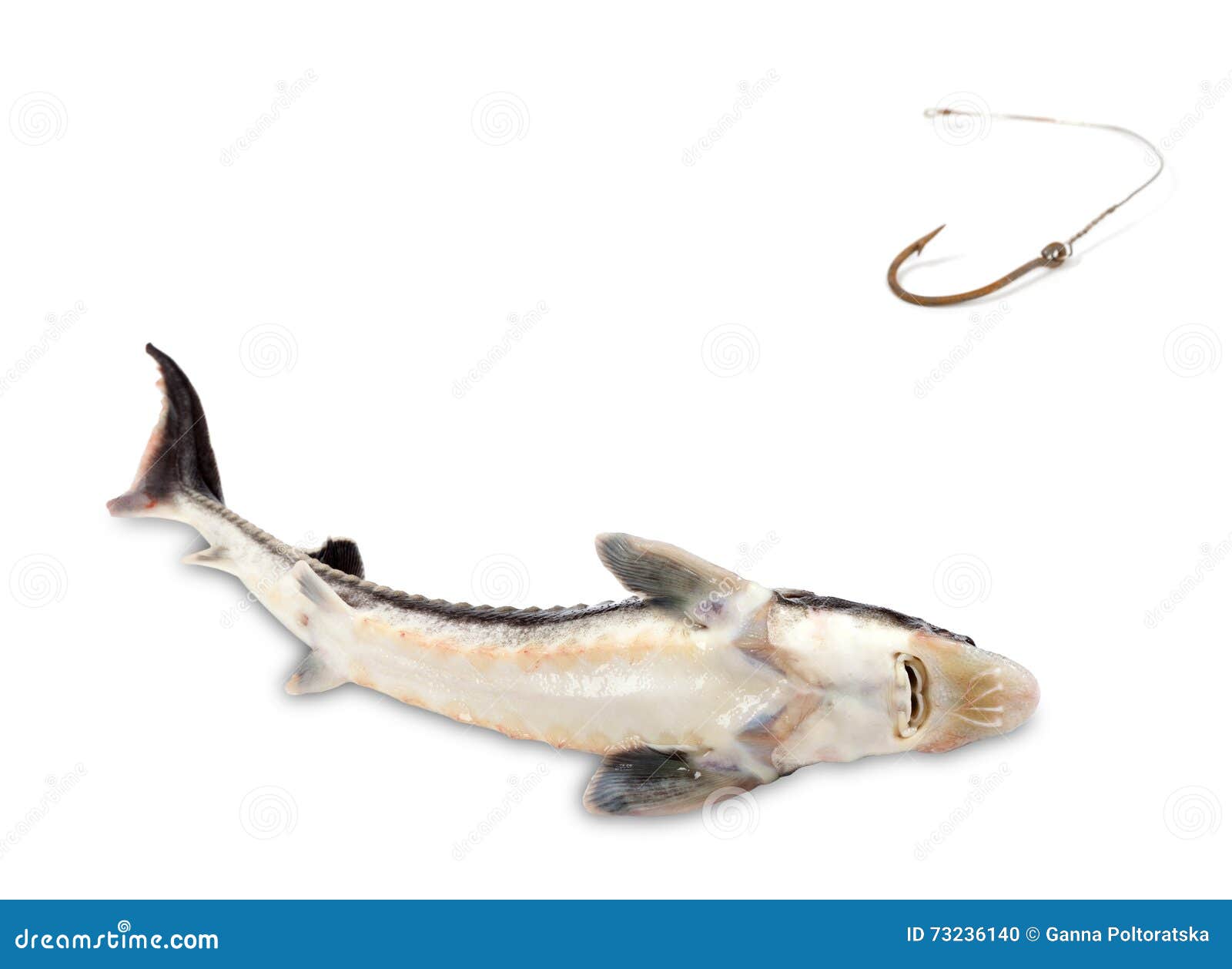 Fished Sterlet and Old Rusty Fish Hook Stock Photo Image of dead, food 73236140