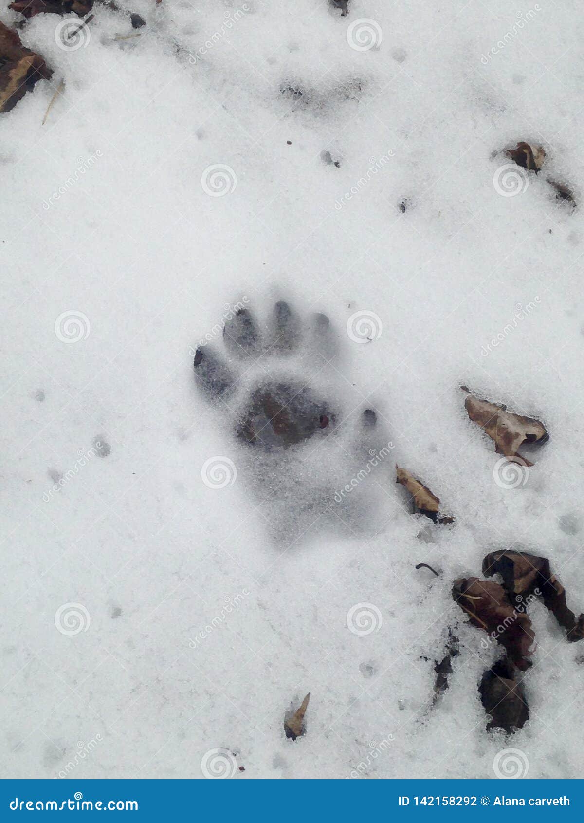 fisher footprint snow animal tracks cat 142158292