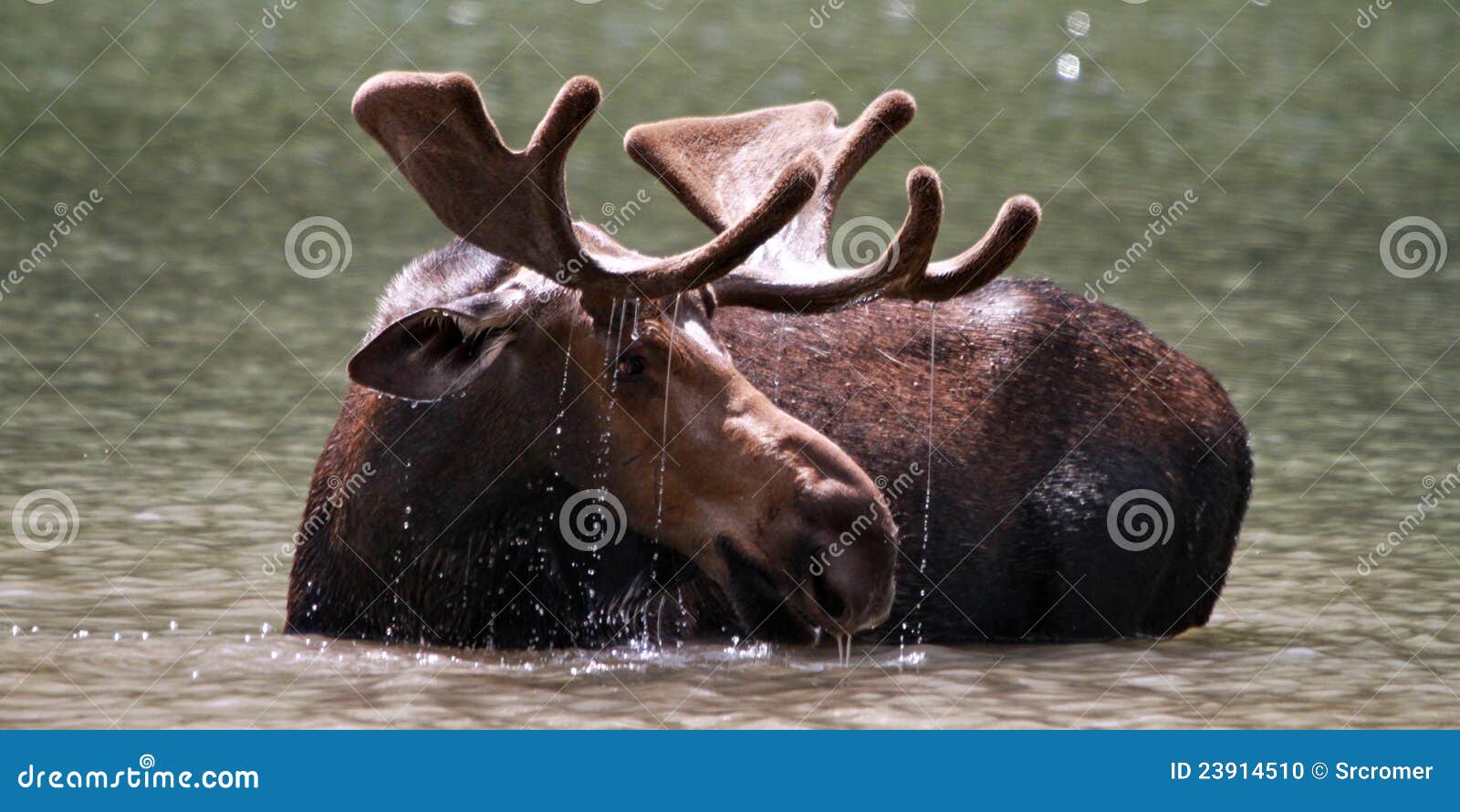 fishercap moose