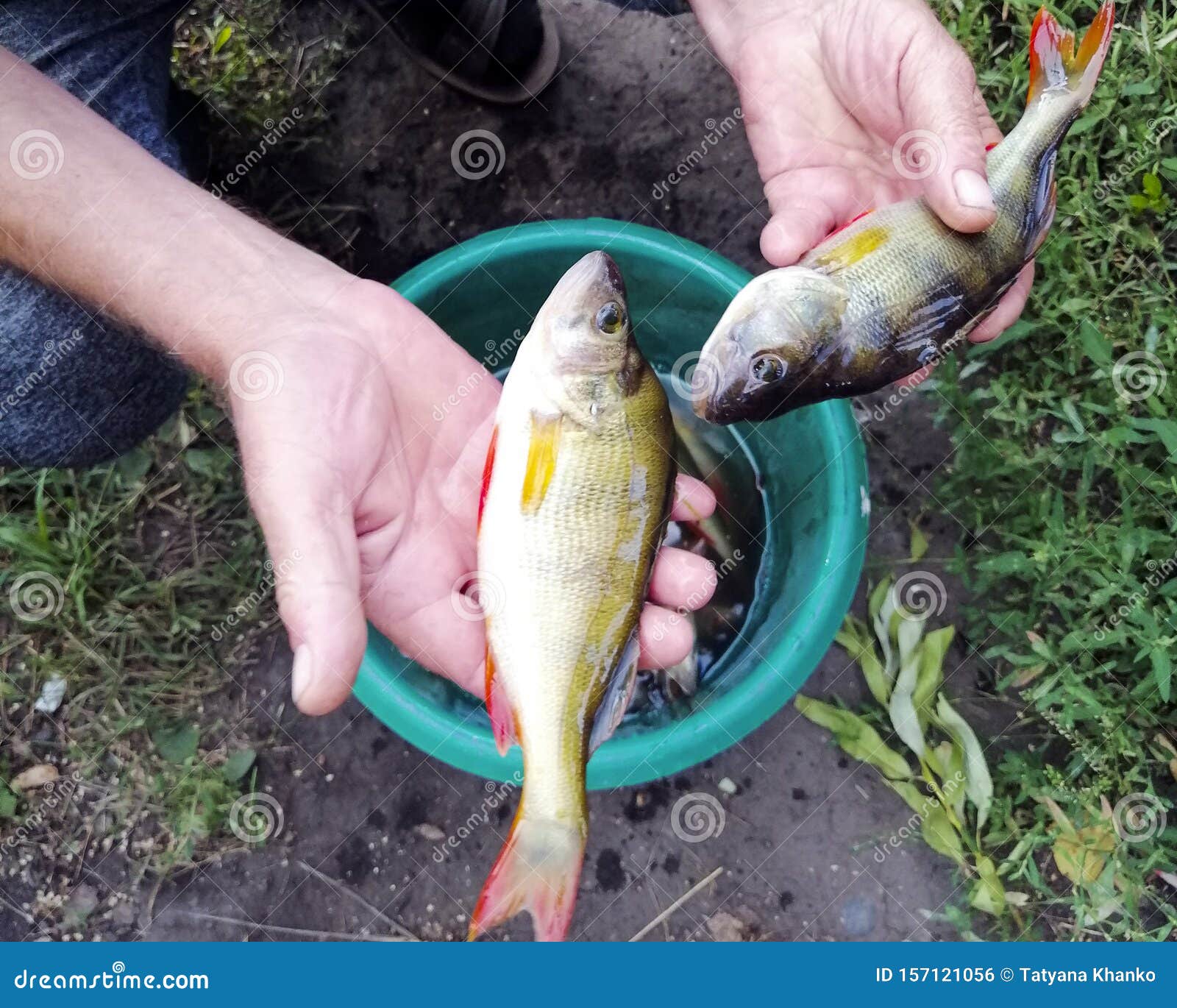 Fisherman Catch in a Bucket. Perch. Fishing. a Lot of Fish. Stock