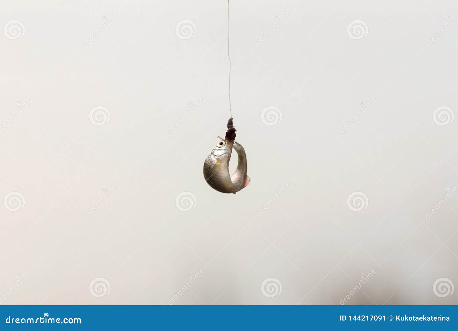 A Worm Caught Fish Hanging On A Fishing Line. Stock Photo, Picture and  Royalty Free Image. Image 135110869.