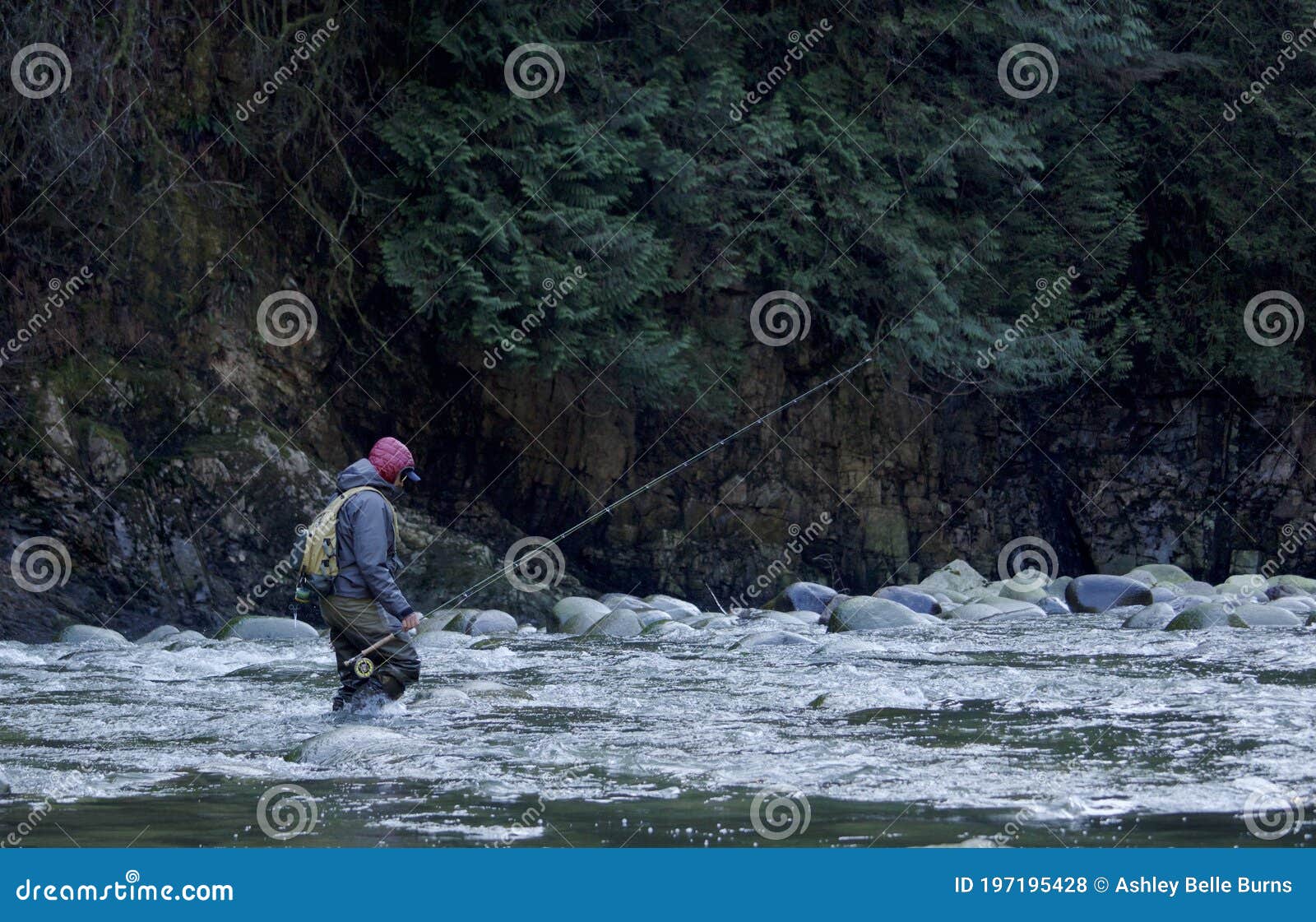 A Fisherman Crosses the Capilano River To Fish for Steelhead with a  Fly-fishing Rod Editorial Stock Photo - Image of fisheries, lifestyle:  197195428