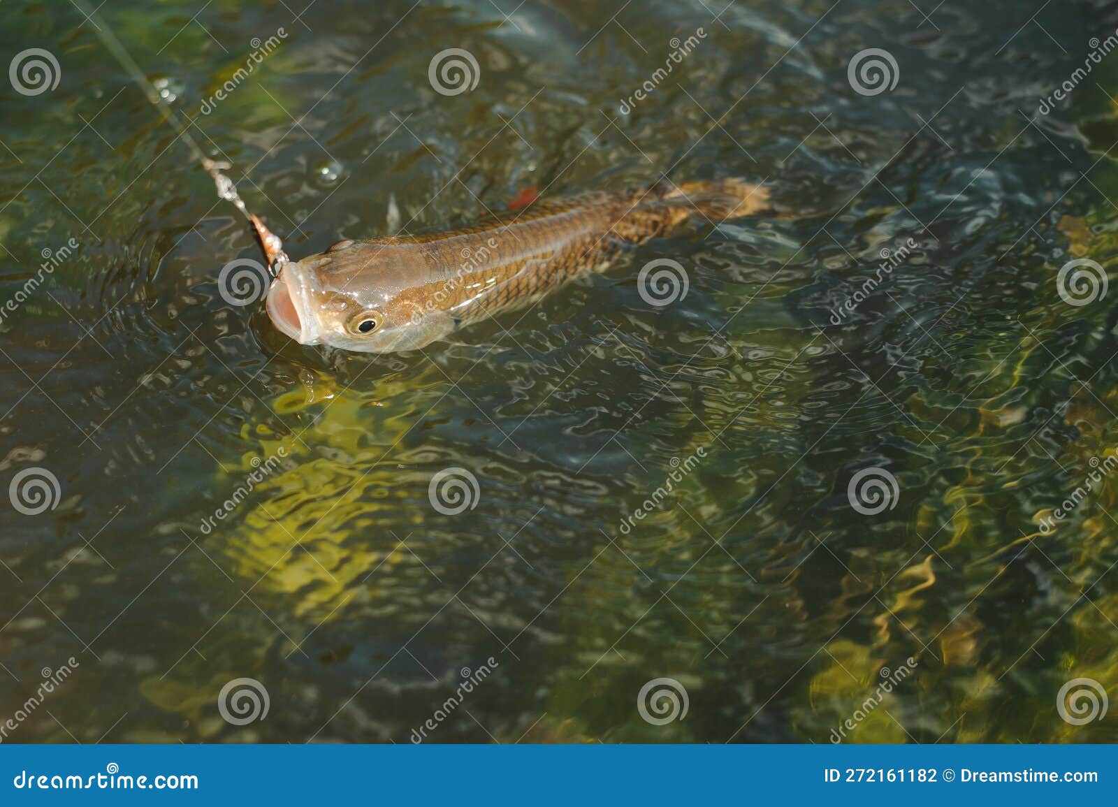 Fisherman, Fish on a Hook in the Water Stock Photo Image of river