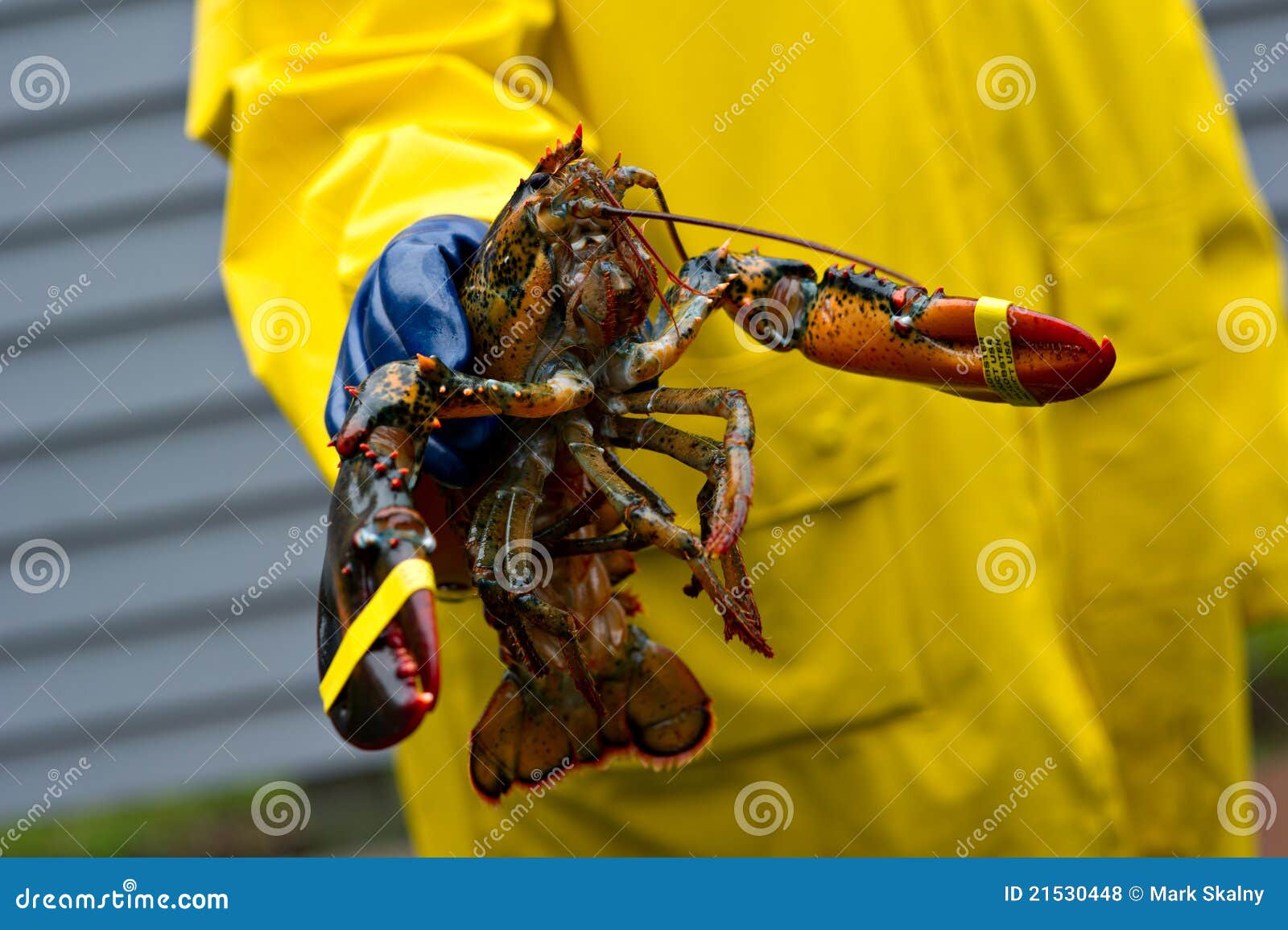 Fisherman and His Freshly Caught Maine Lobster Stock Photo Image of