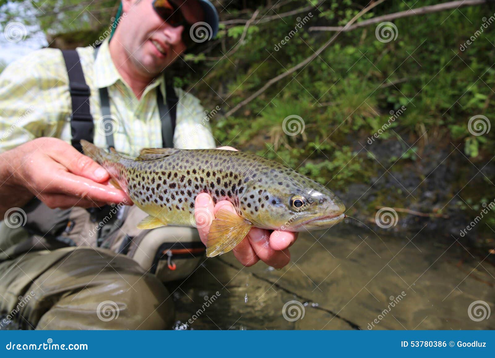 Fisherman Holding Brown Trout Stock Photo Image of outside, fisherman