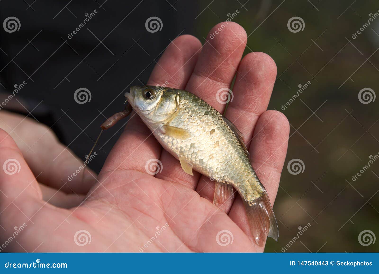 Fisherman Holding Caught Fish in Hand, Close-up Stock Image