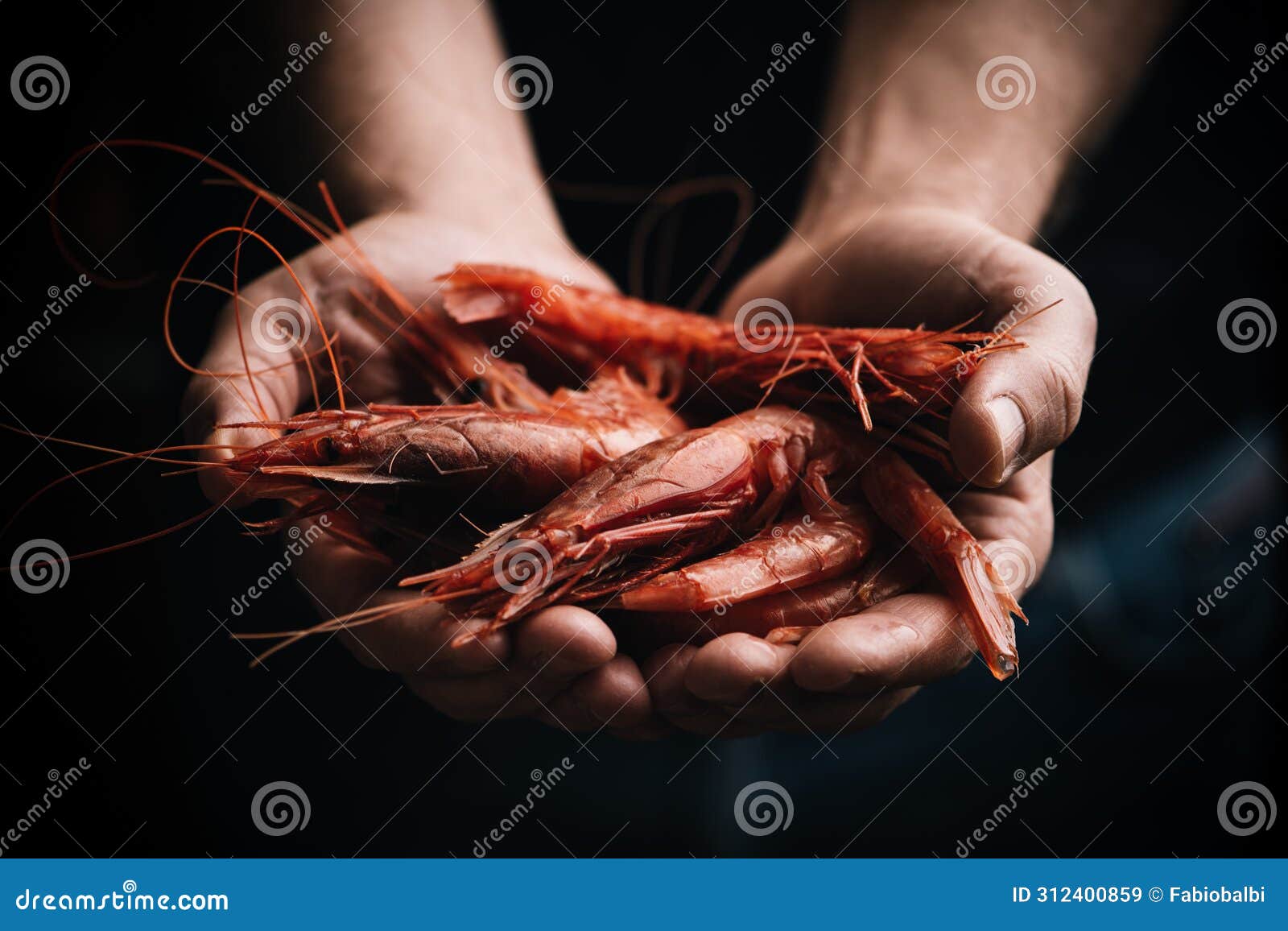 fisherman holding red prawns from mazara del vallo. gambero rosso