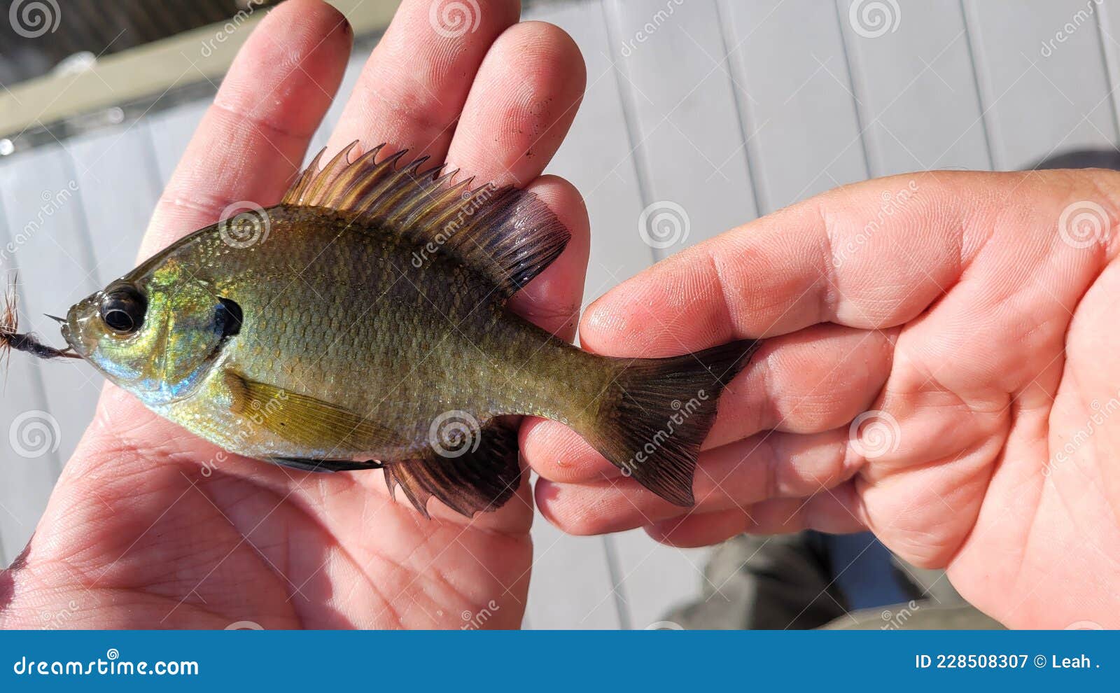 Fisherman Holds Small Bluegill Panfish Fish Caught on Fishing Fly Hook at a  Dock Stock Image - Image of holds, dish: 228508307