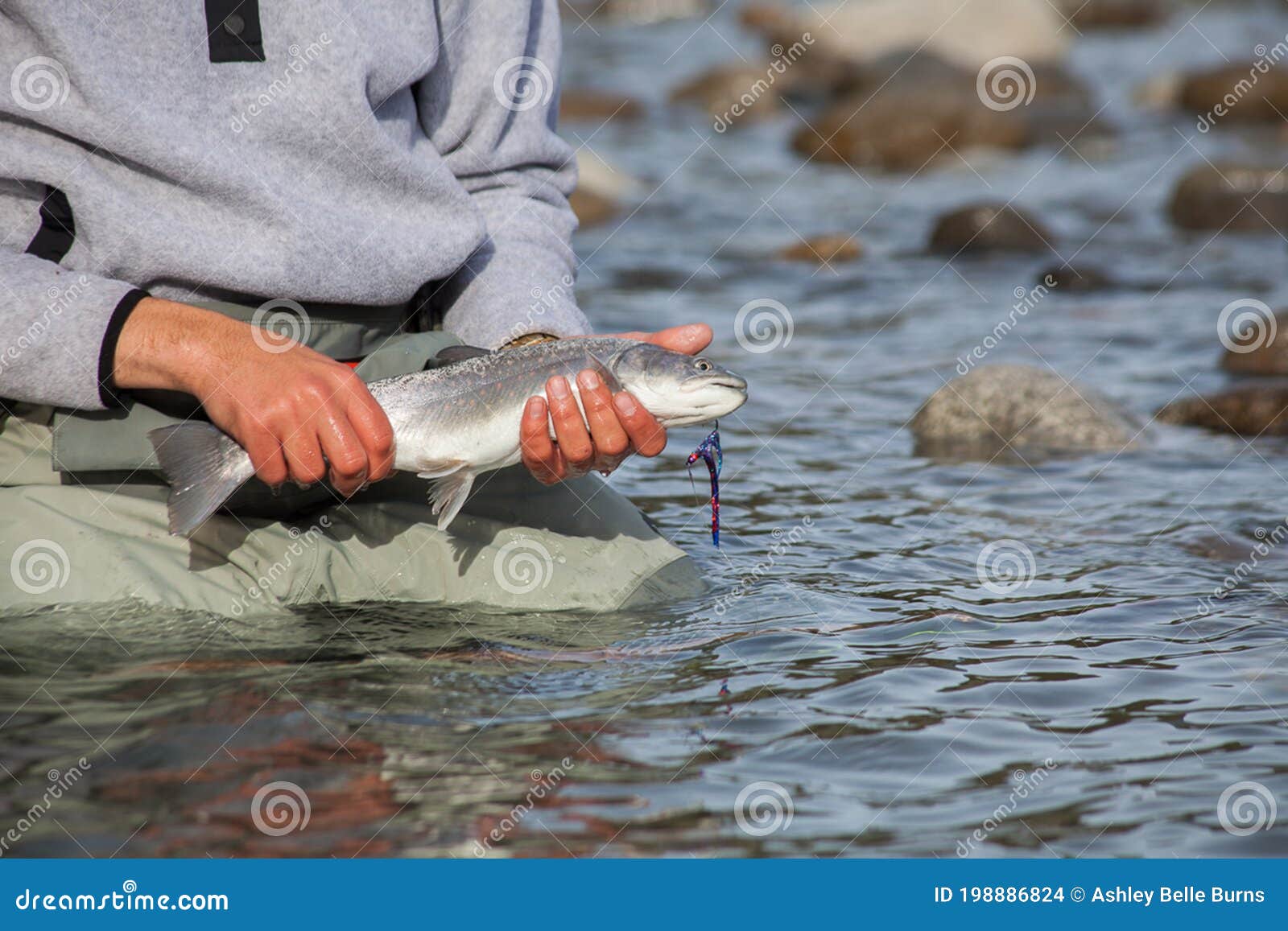 A Fisherman Holds Up a Small Bull Trout from the Squamish River Stock Photo  - Image of glacial, fisherman: 198886824