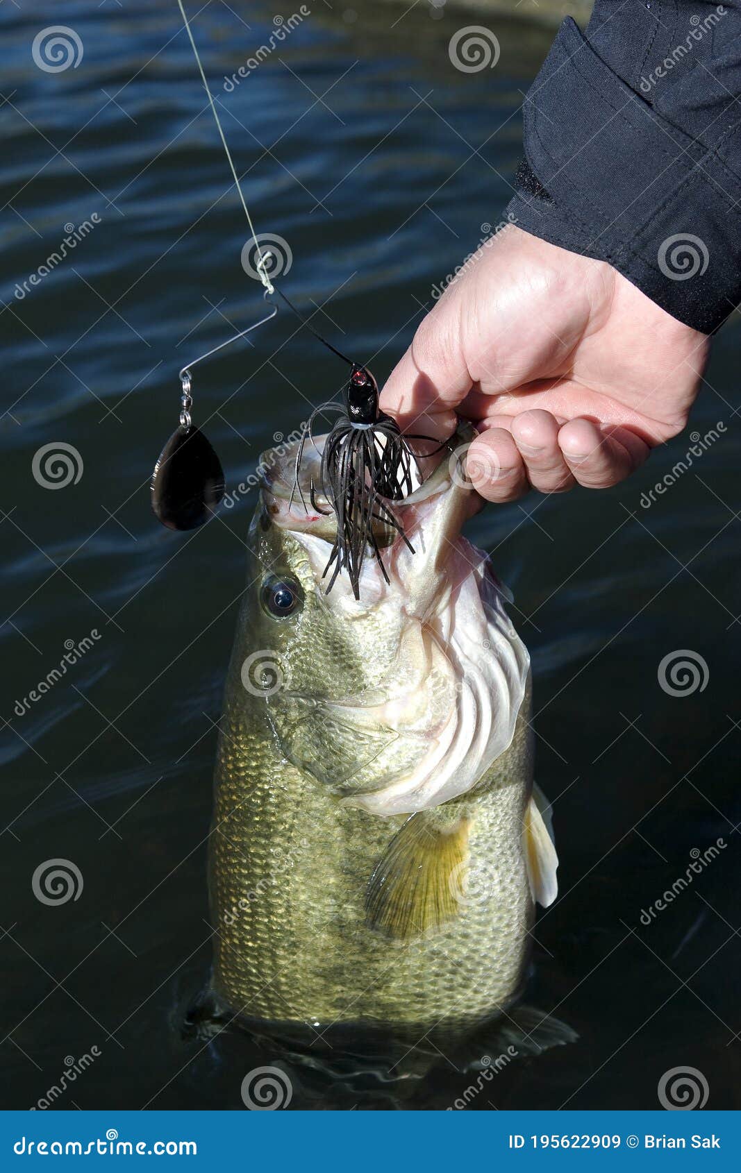 Largemouth Bass with Black Spinnerbait Closeup Stock Image - Image