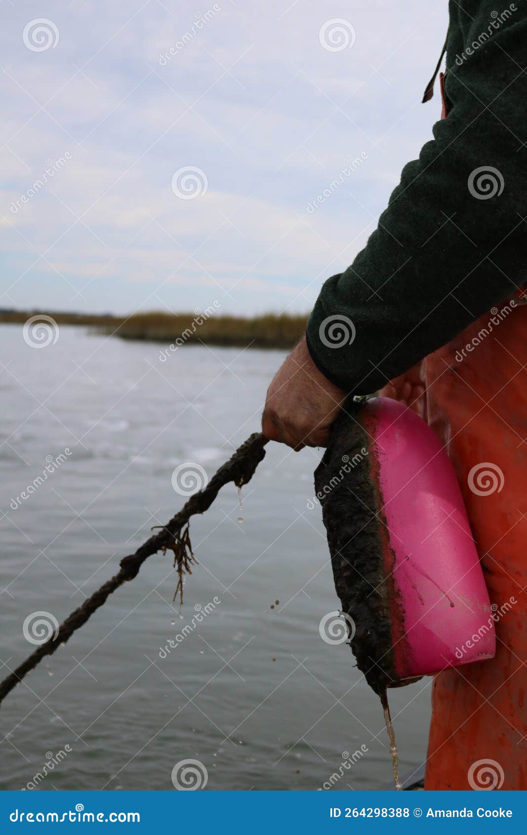 Fisherman Pulling Up a Blue Crab Trap with Rope and Bouy in Hand