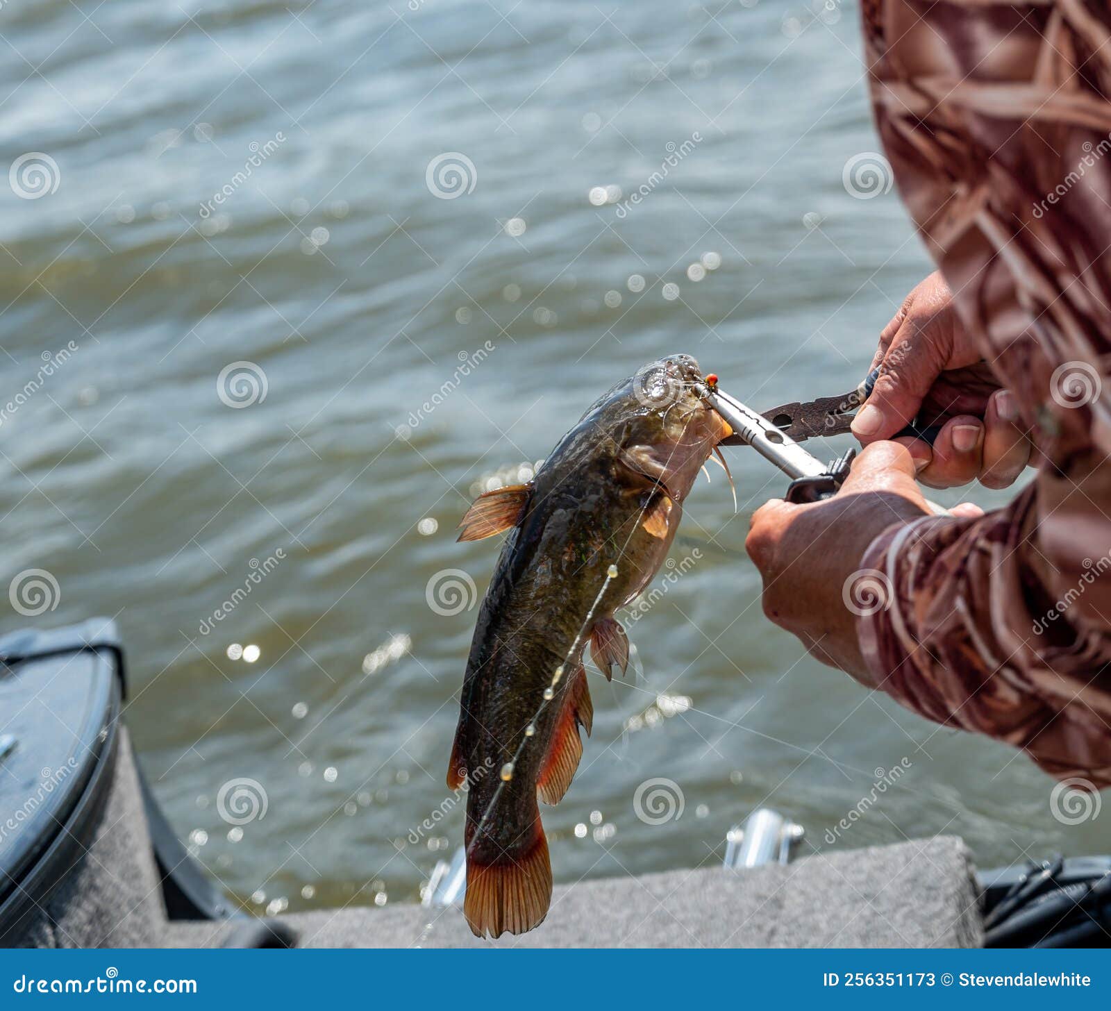 Fisherman Removing the Hook from a Catfish Using Pliers. Stock