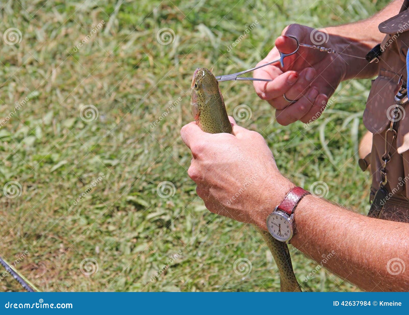 Fisherman Removing Hook from Rainbow Trout Fish Stock Photo Image of