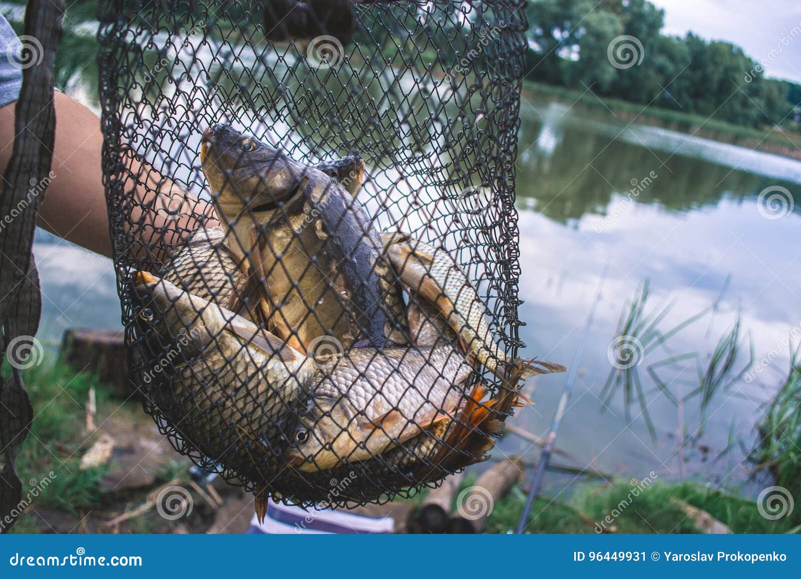 Fisherman`s Catch Fish in Nets on the Pond. Stock Image - Image of