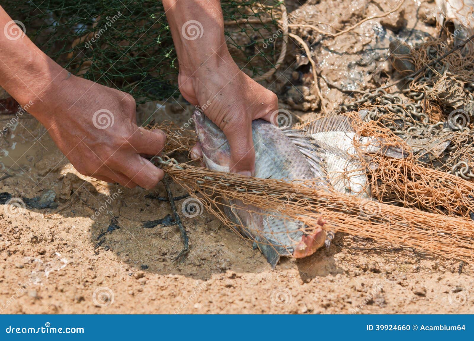 Fisherman Separates Nile Tilapia Fish from the Net Trap Stock