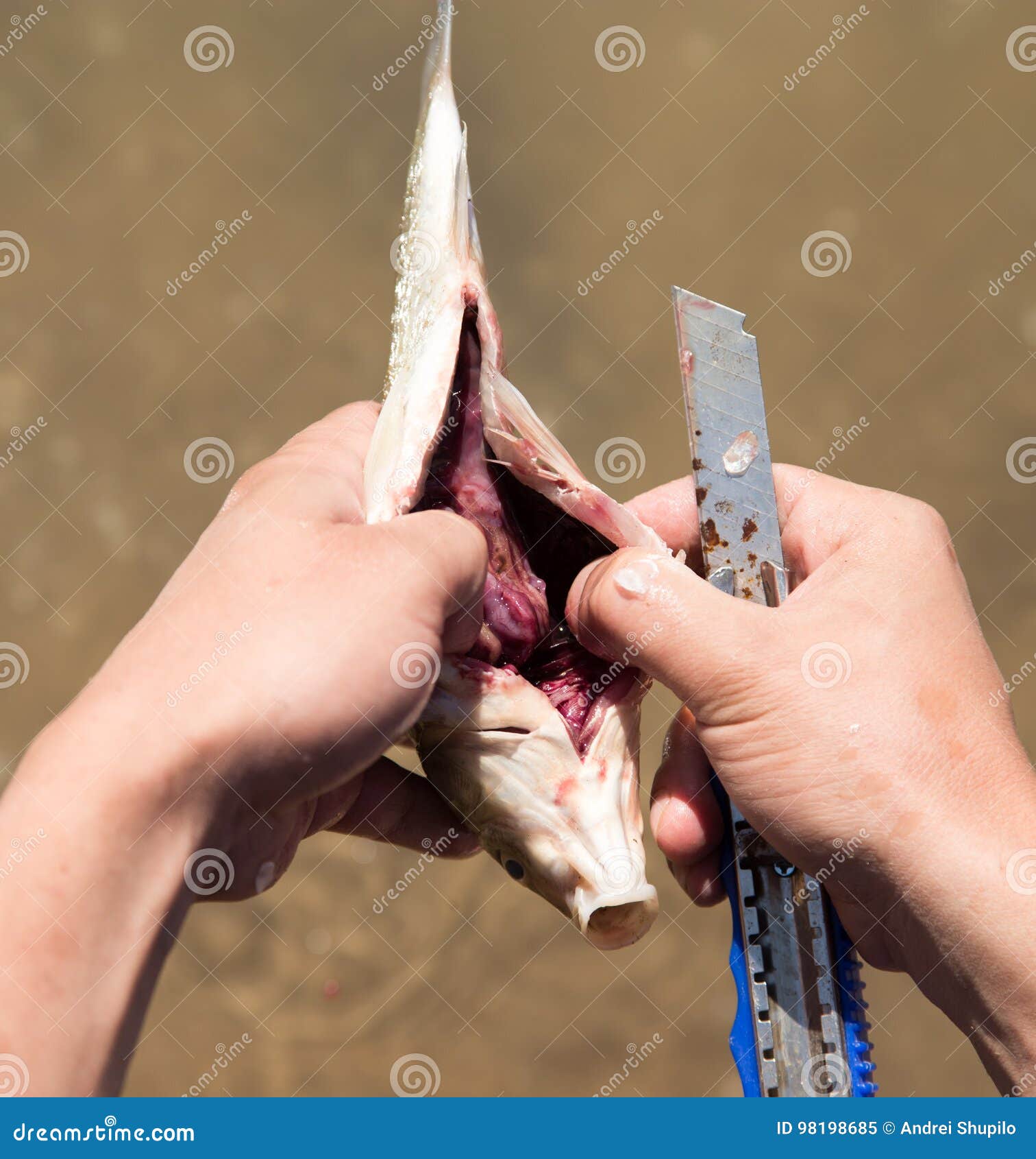 Fisherman To Clean a Fish with a Knife on the River Stock Image Image
