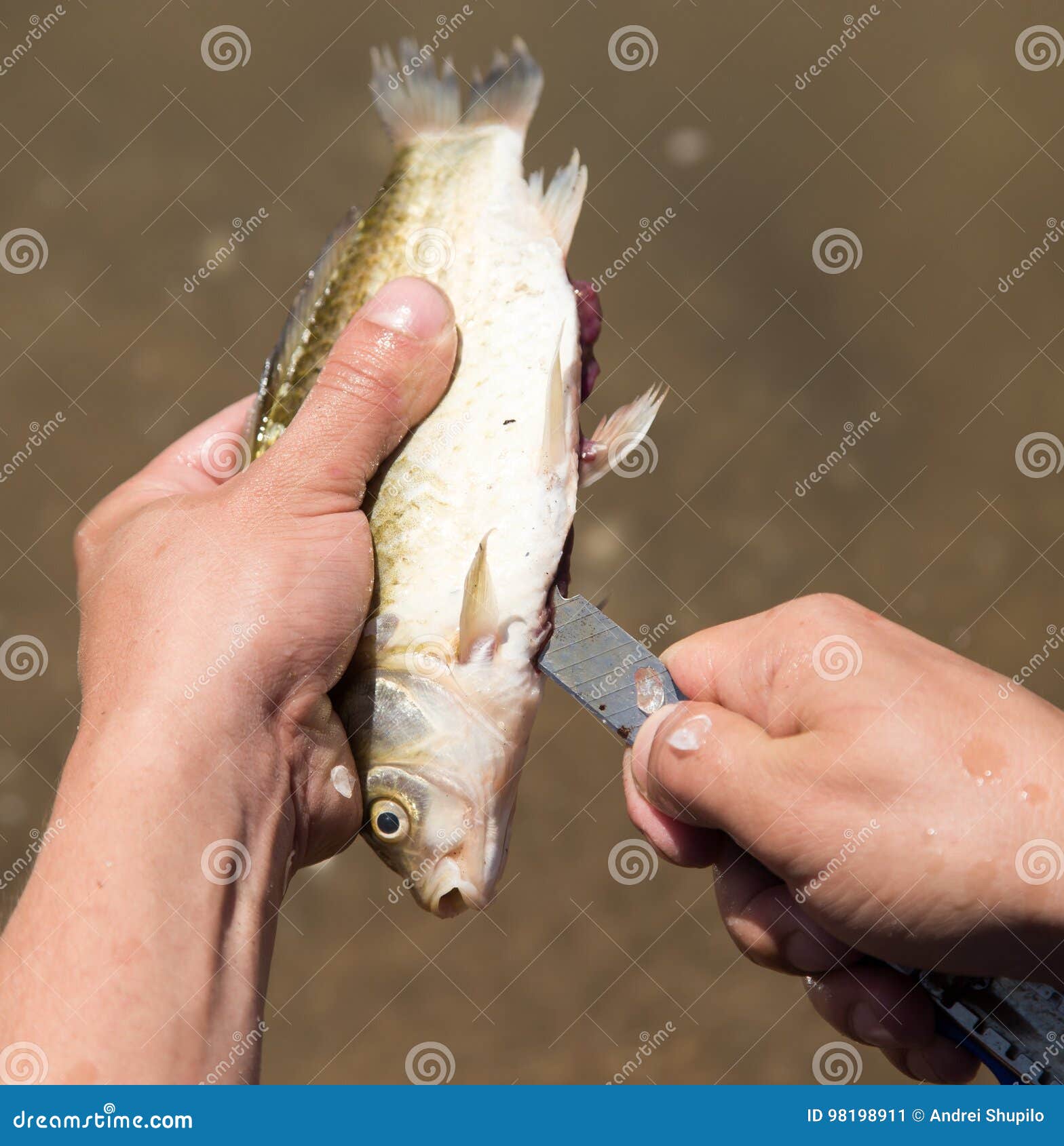 Fisherman To Clean a Fish with a Knife on the River Stock Image Image