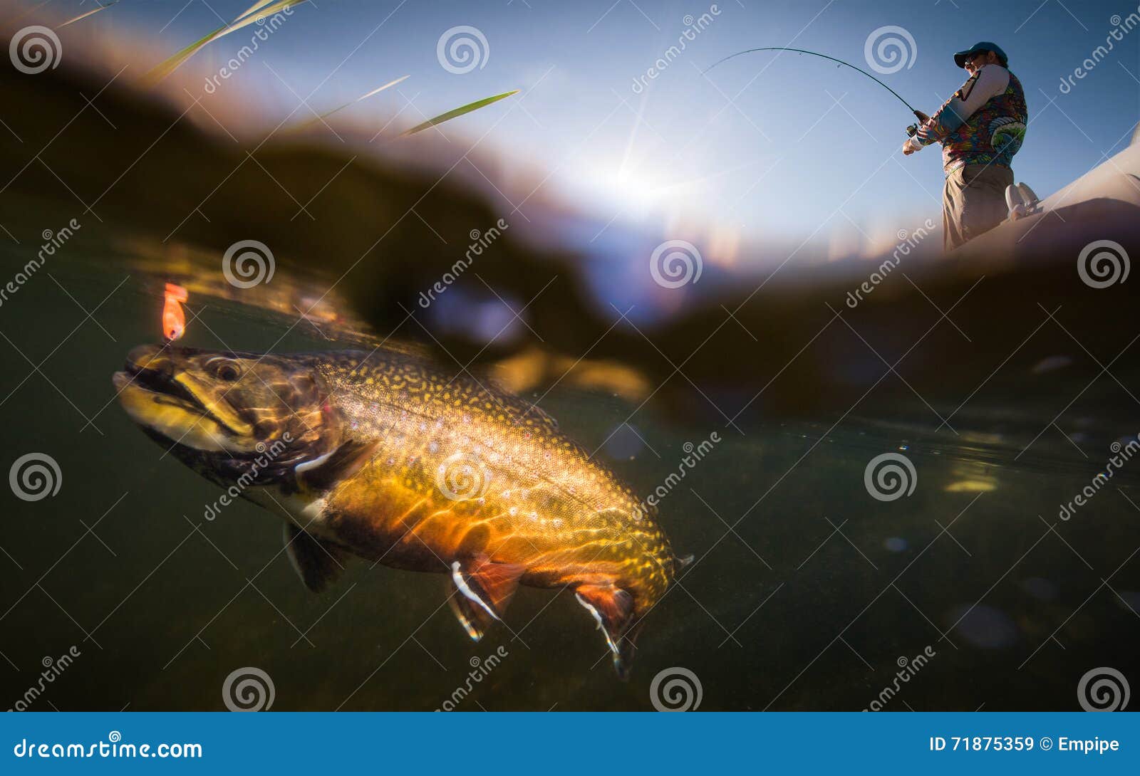 Fisherman and trout stock image. Image of bottom, fisherman 71875359