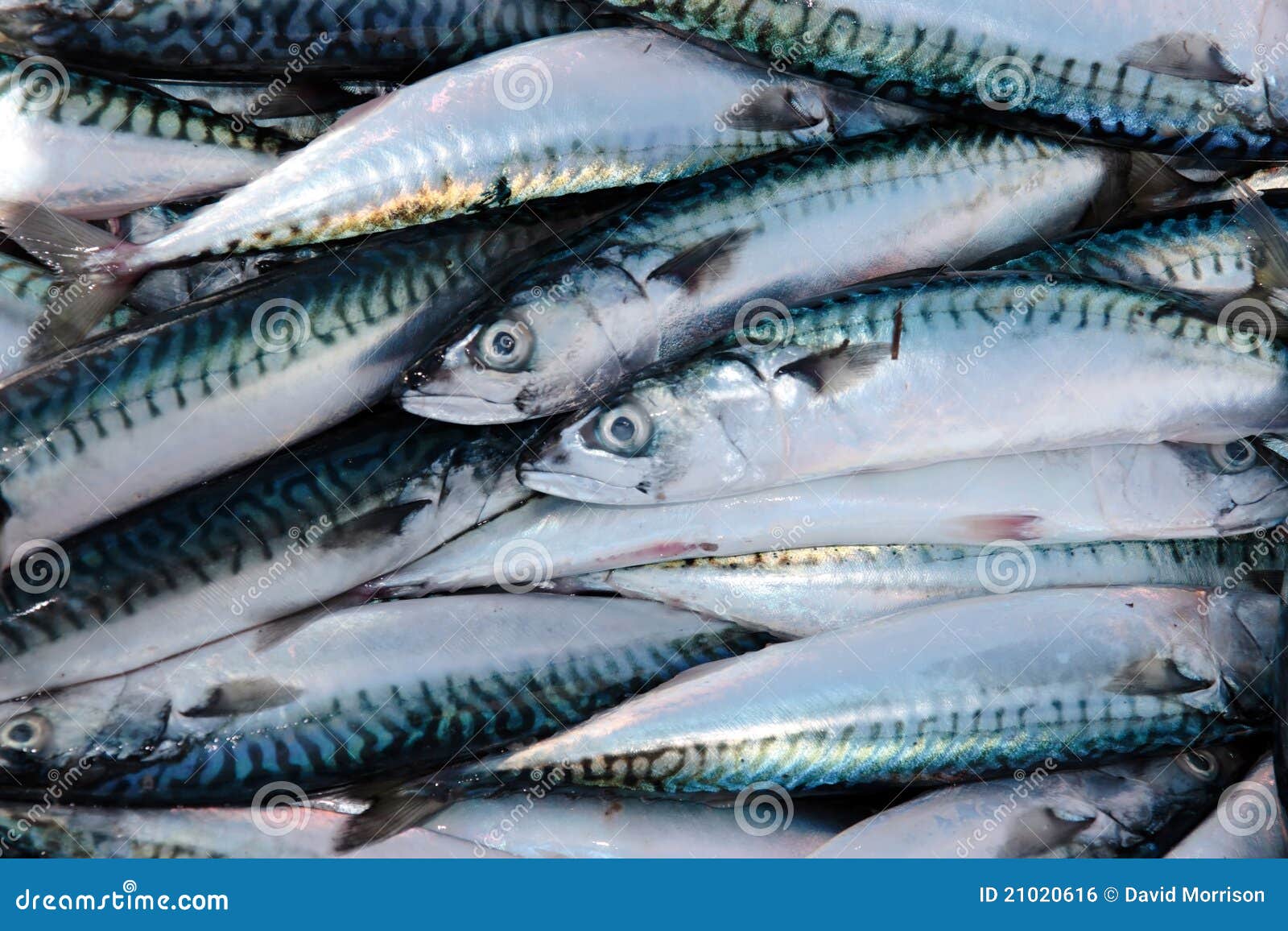 Fishermans Catch of Mackerel Stock Photo Image of cooking, market