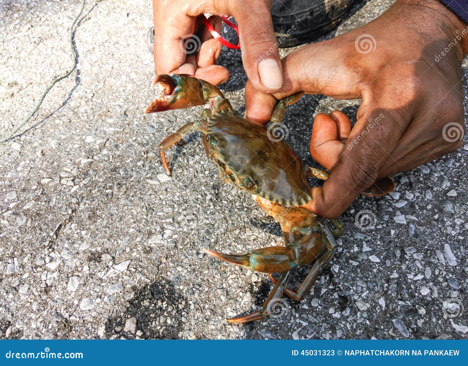Fishermen catch crab stock image. Image of crab, hand 45031323