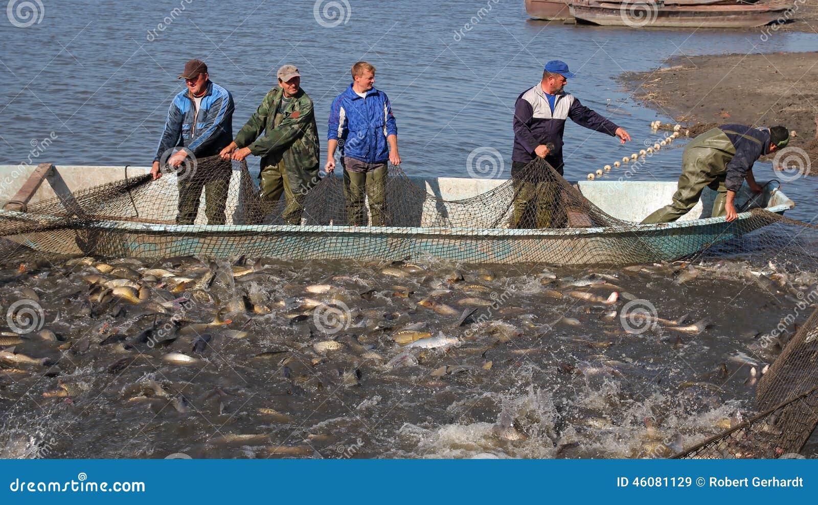 Net Filled Fish Stock Photos - Free & Royalty-Free Stock Photos from  Dreamstime