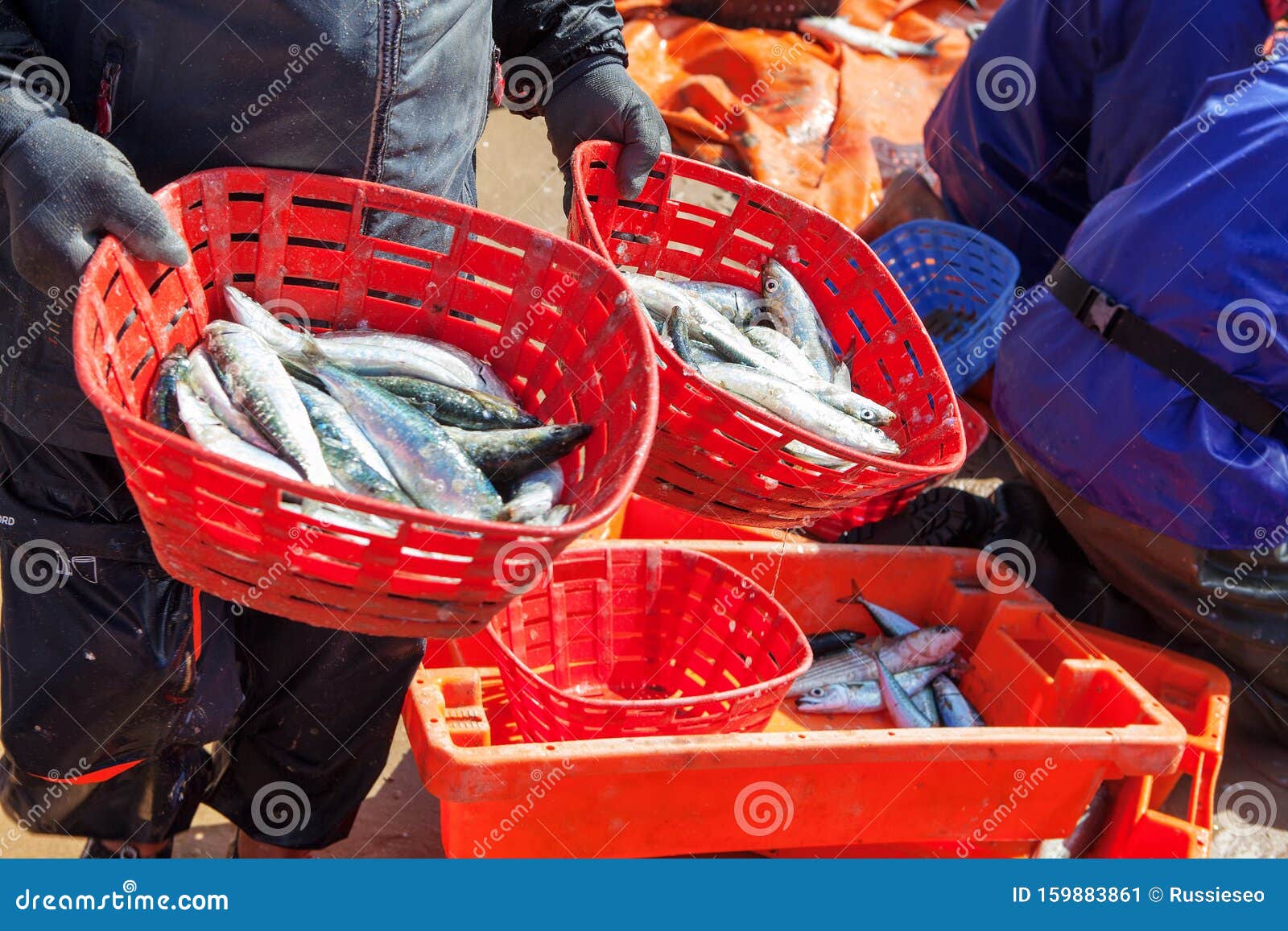 Catch of fish stock image. Image of nature, freshness 159883861