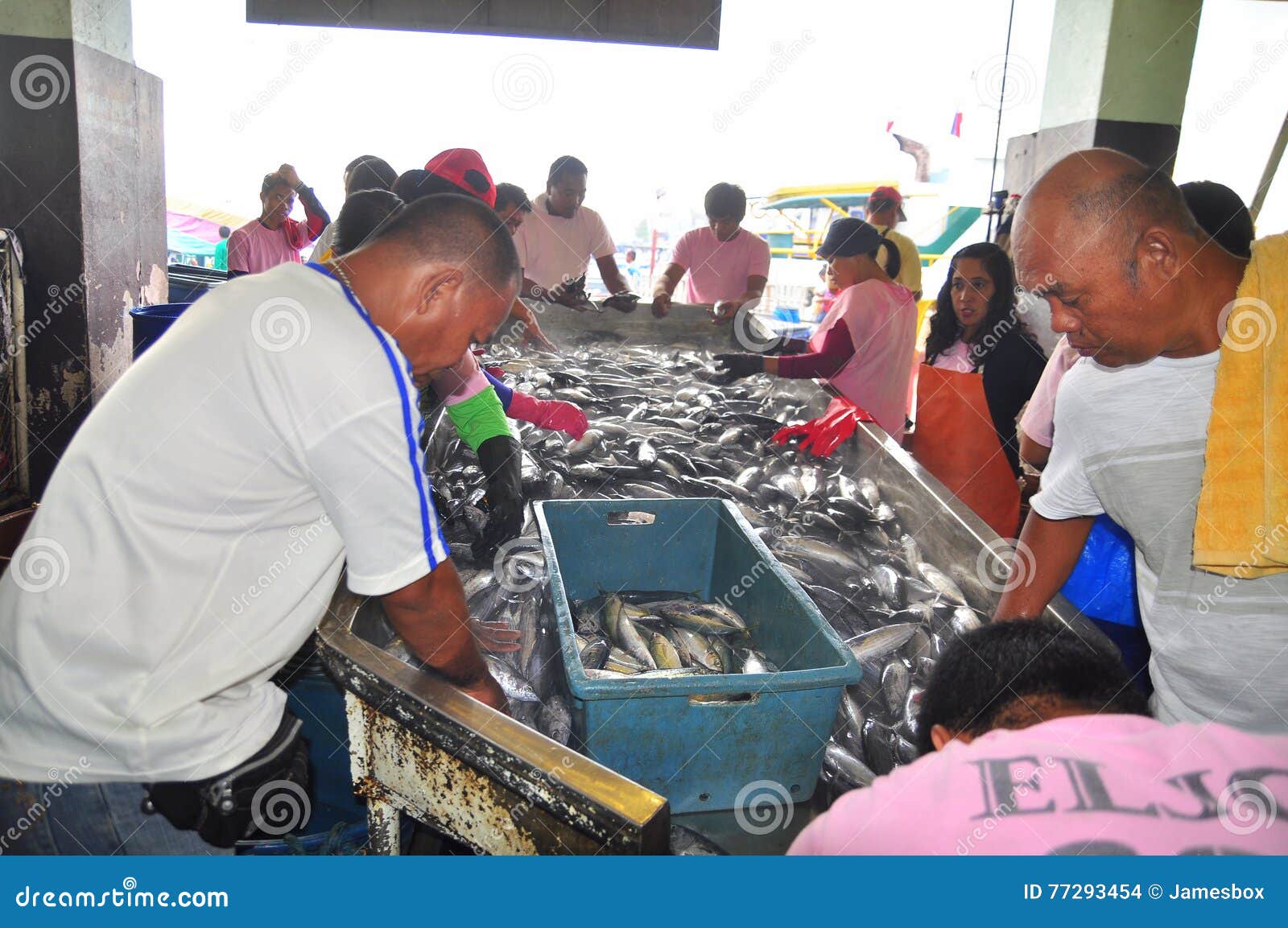 Fishermen are Processing Tuna at the Seaport Editorial Stock Image