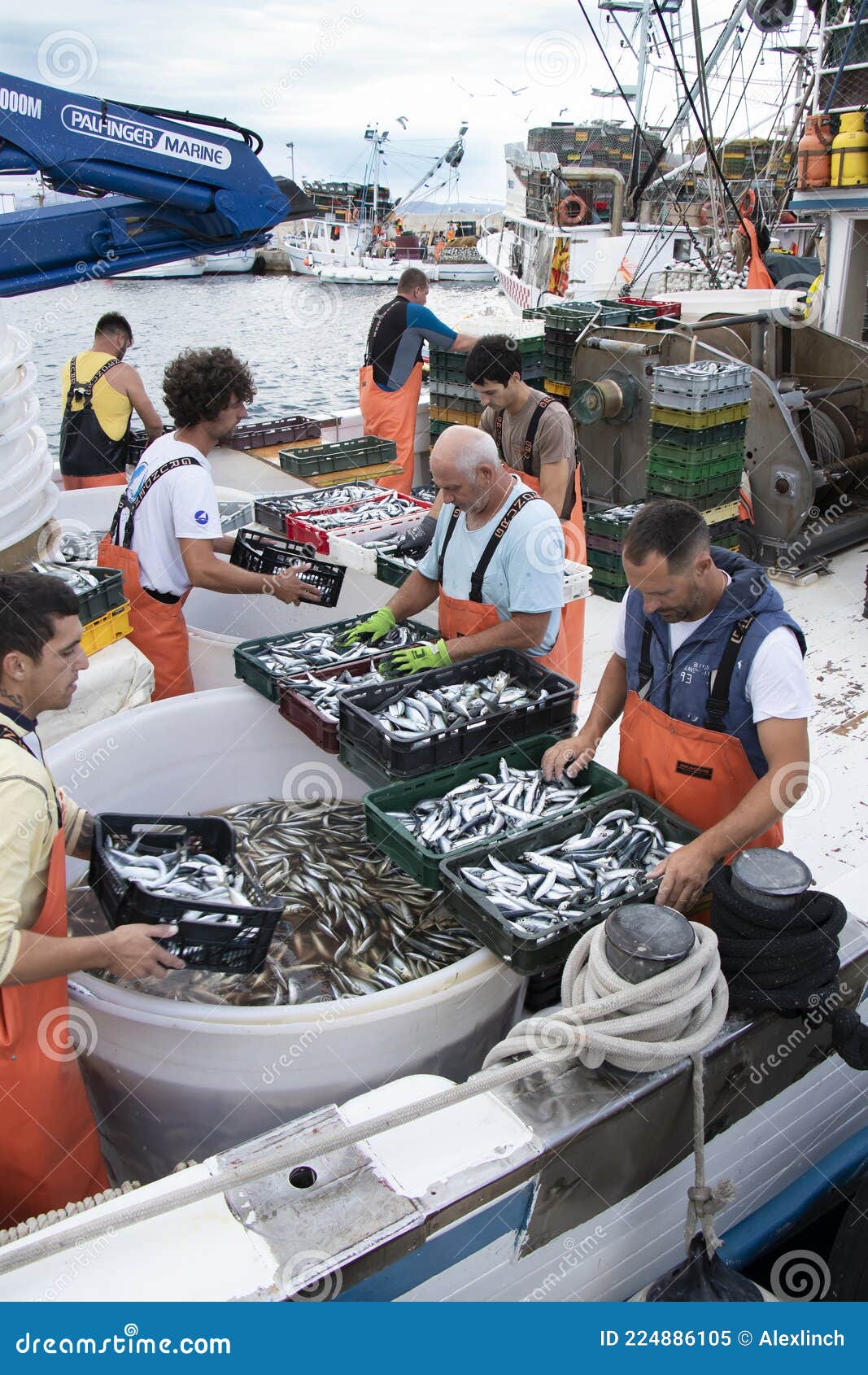 Fishermen Sorting Out the Catch on a Boat Deck Editorial Image - Image of  local, commercial: 224886105