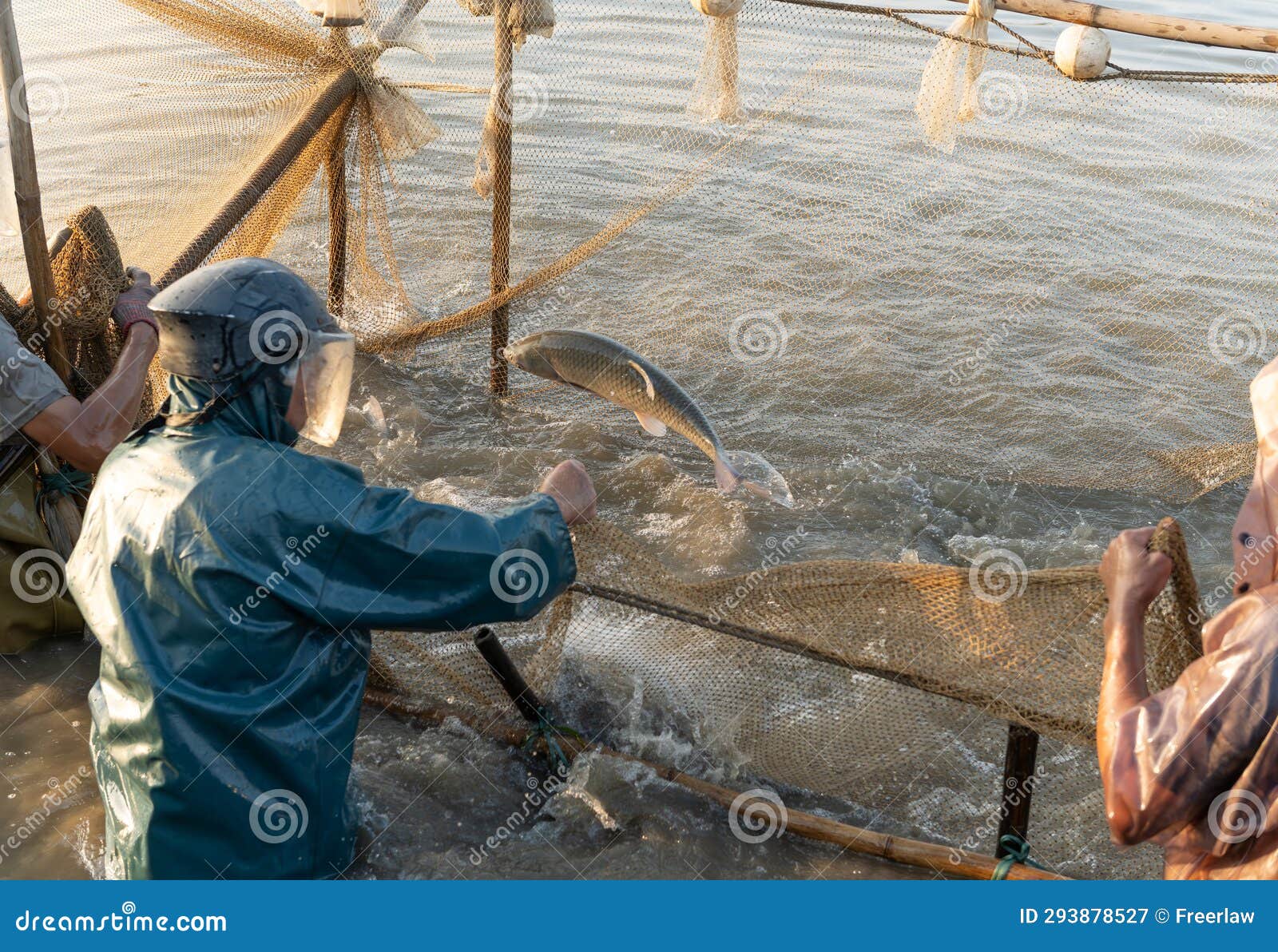 Fishermen Using Seine Nets To Catch Fish in Morning Stock Image