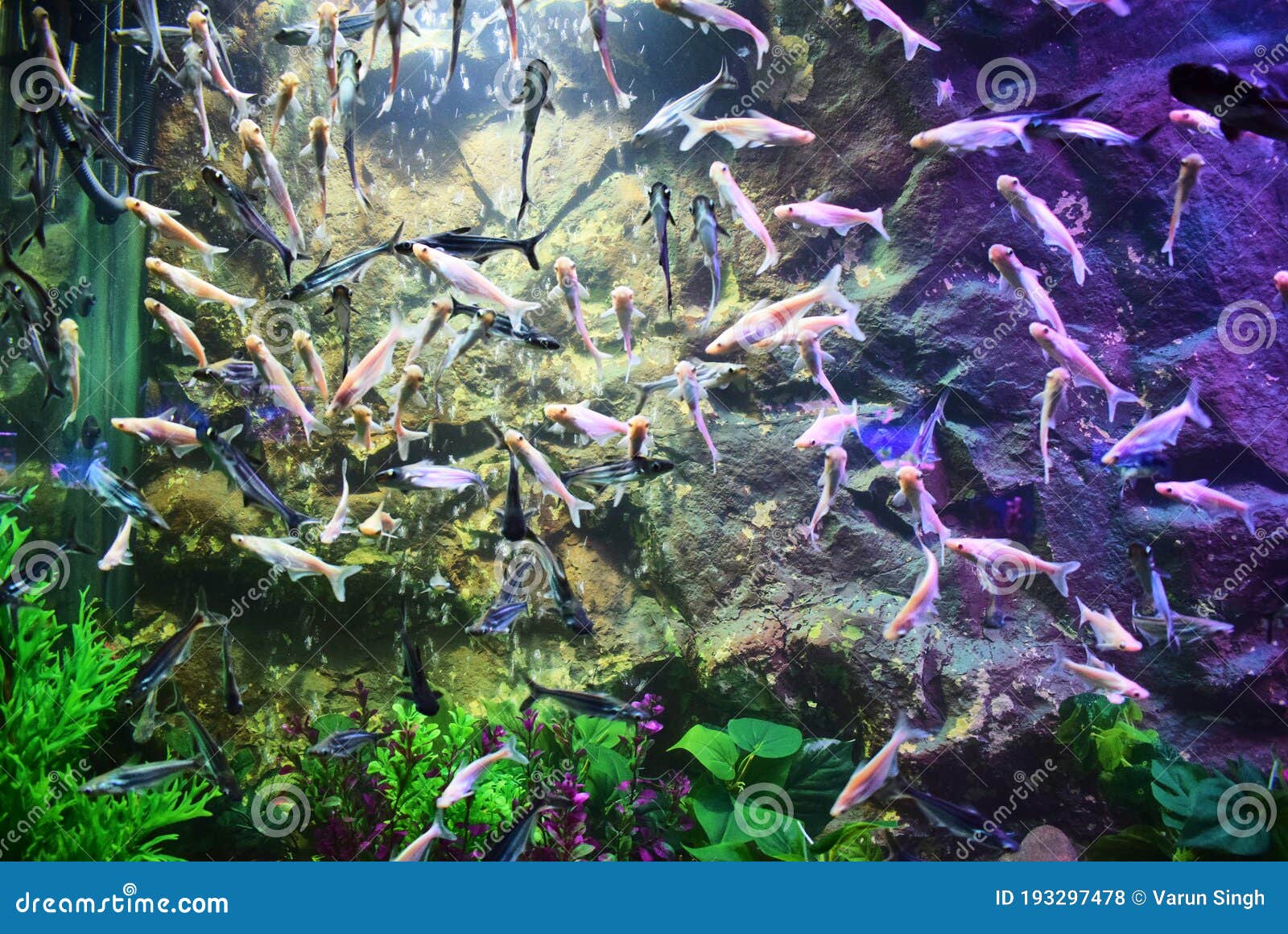 Fishes in the Aquarium in Udaipur,India Stock Photo Image of nature