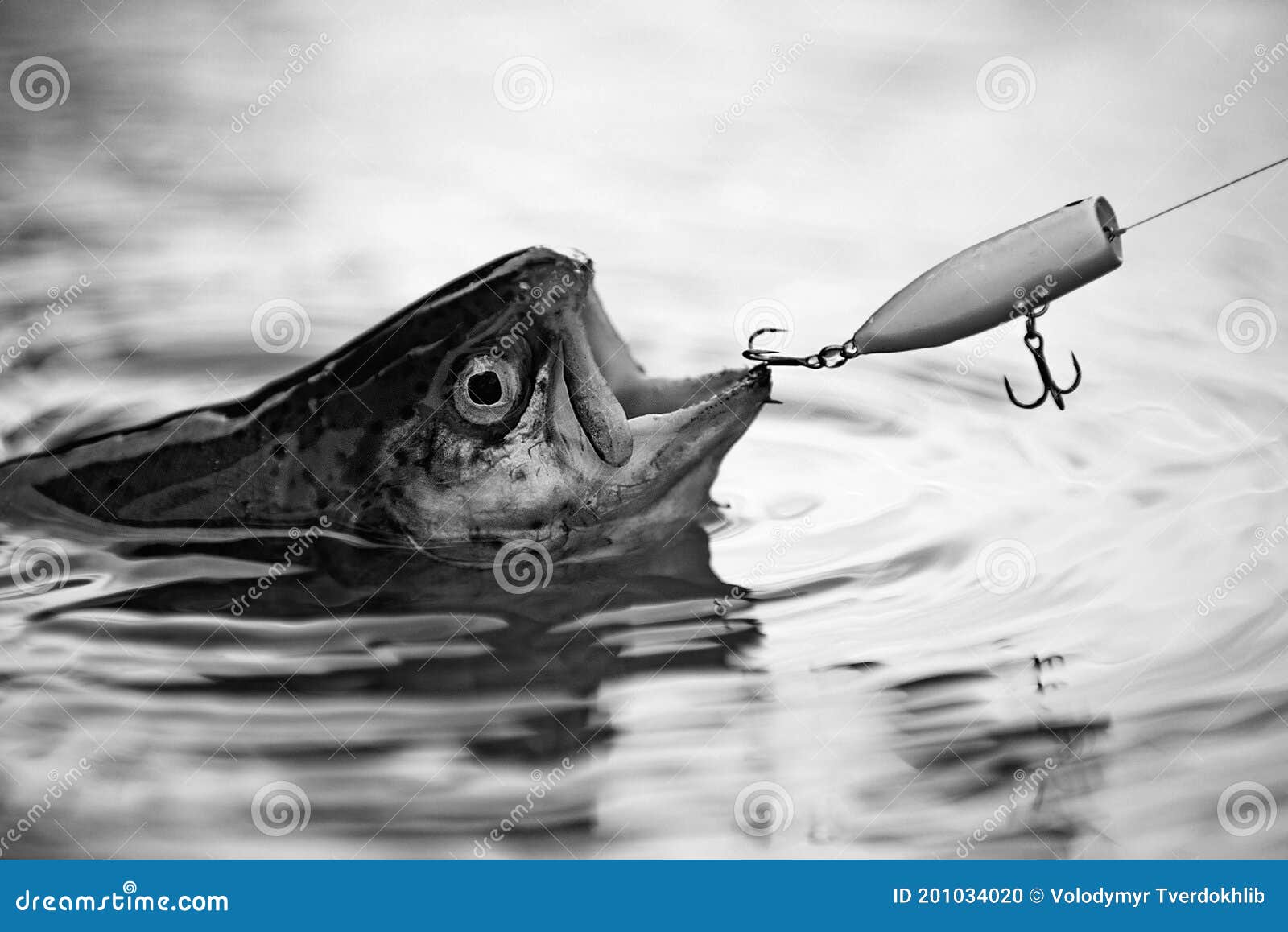 Fishes Catching Hooks. Fisherman and Trout. Bass Fishing Splash. Catching a  Big Fish with a Fishing Pole Stock Photo - Image of fish, float: 201034020