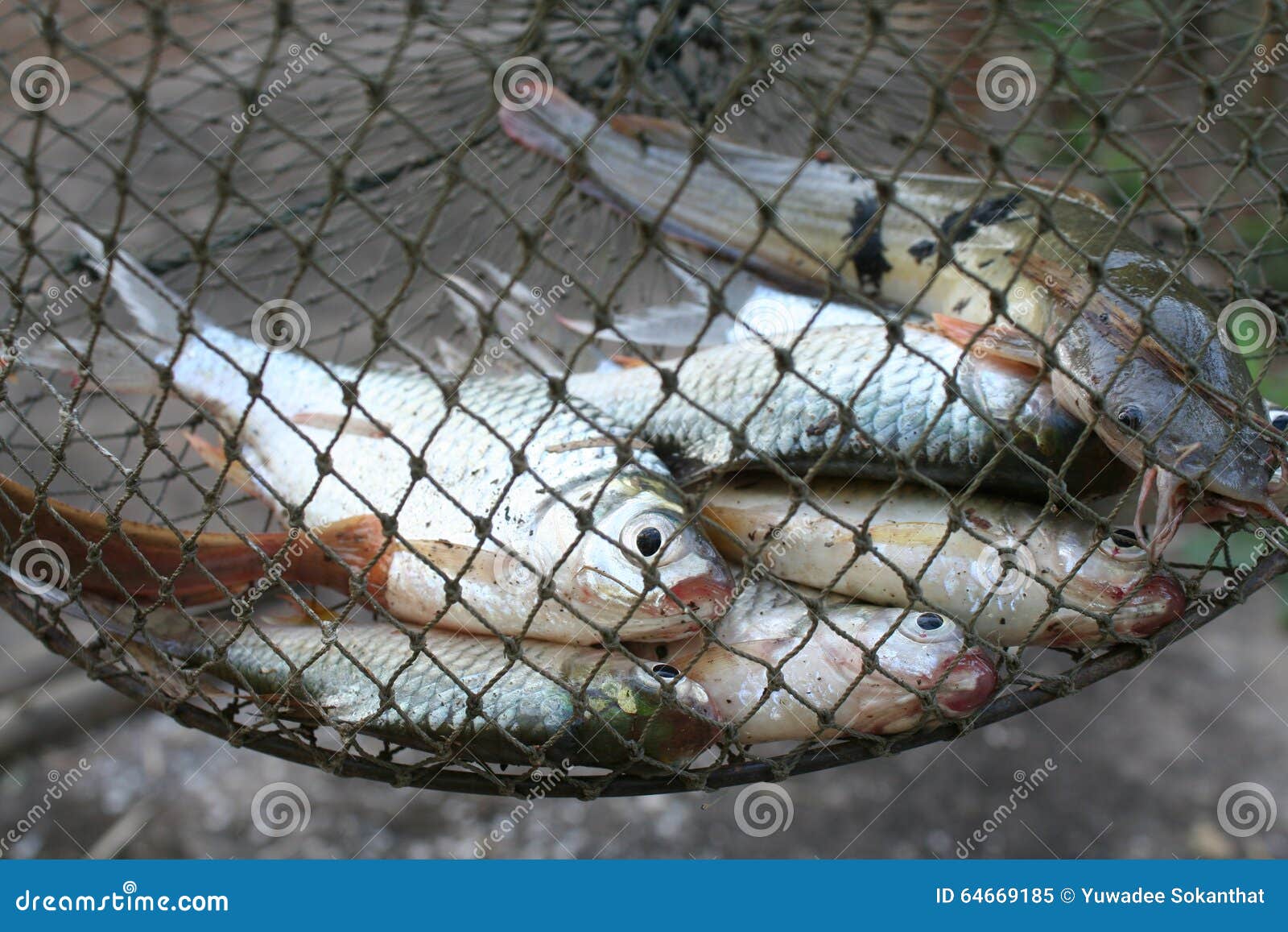 Fishes in the Creel from Fish Farm Thailand Stock Image - Image of fishing,  thailand: 64669185