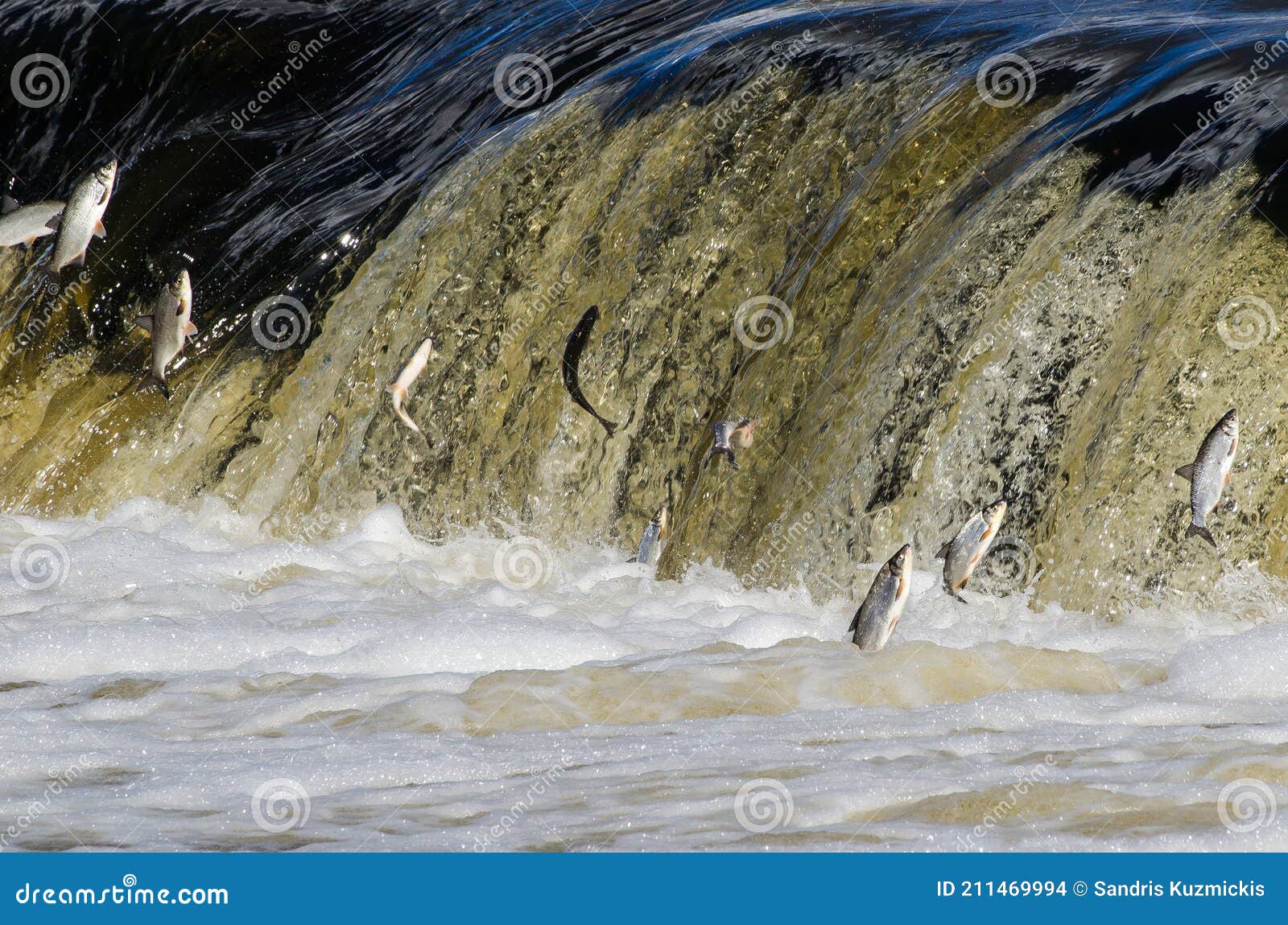 fishes go for spawning upstream. vimba jumps over waterfall on the venta river