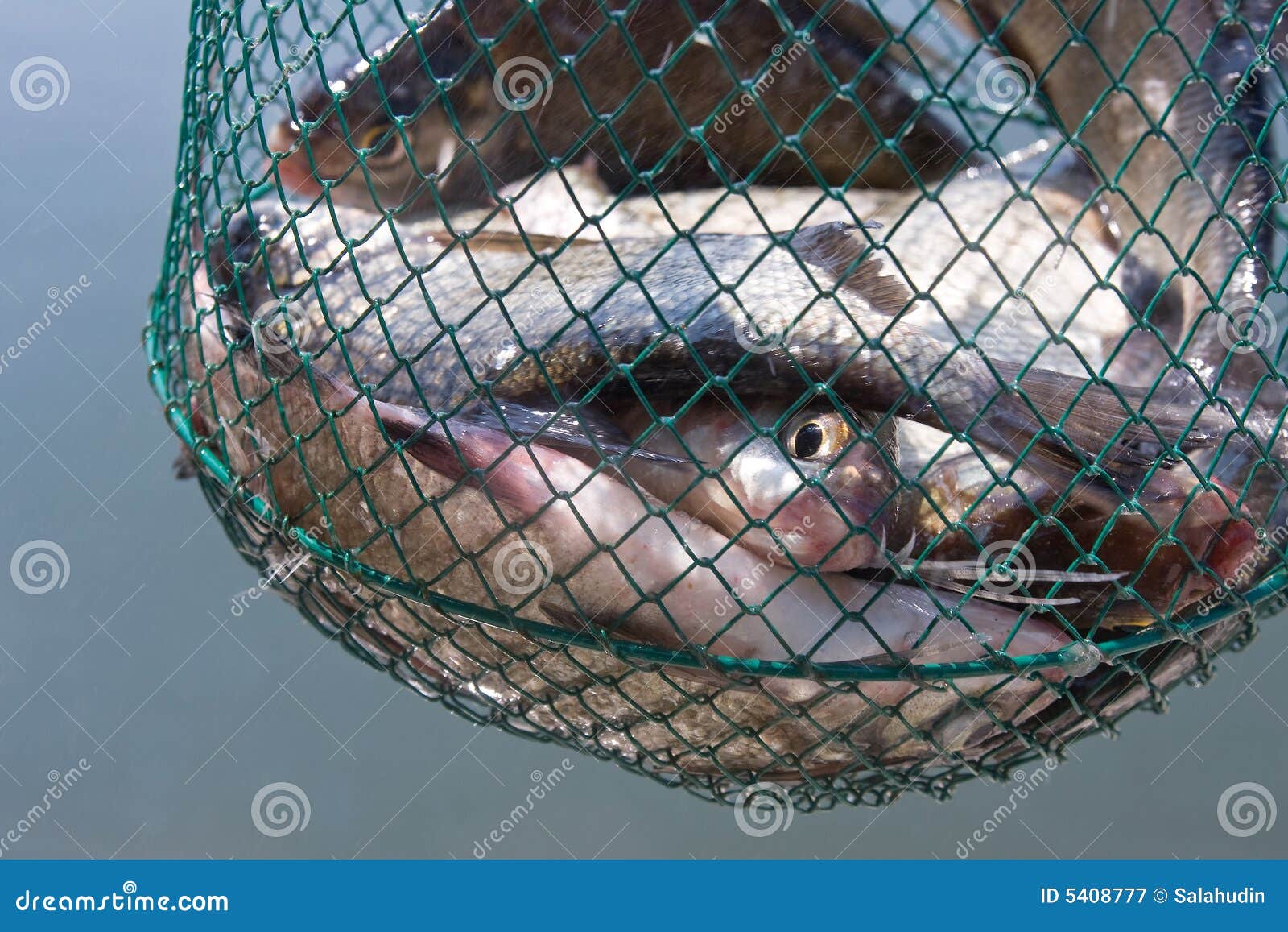 Fishes in net stock image. Image of fishing, fishery, halas - 5408777