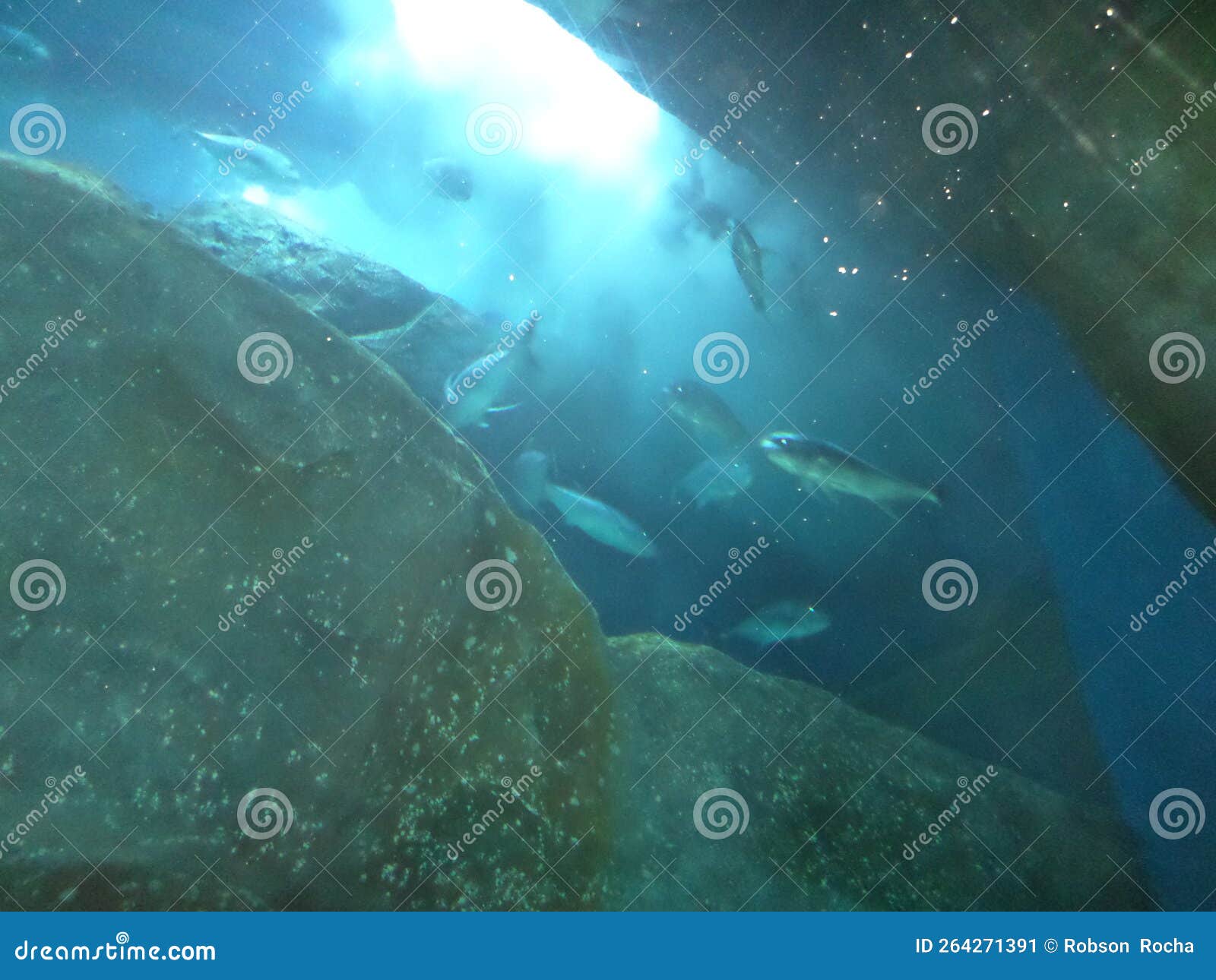 Fishes Swimming in Dubai Mall S Aquarium Stock Image Image of fish