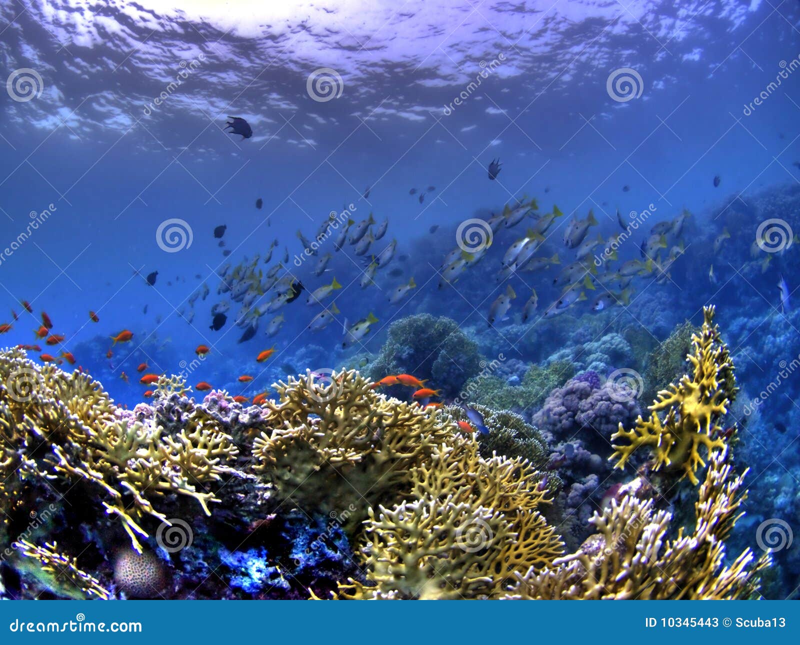 Fishes at Underwater Coral Reef / HDR Version Stock Image Image of