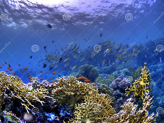 Fishes at Underwater Coral Reef / HDR Version Stock Image - Image of ...