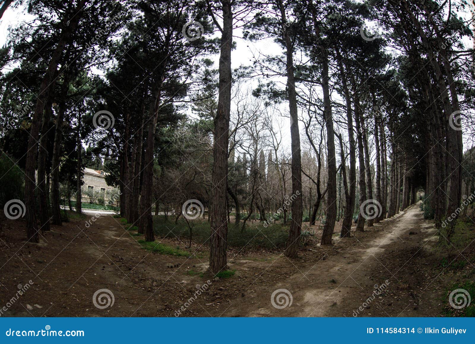 Fisheye View Of Dense Pine Tree Forest Looking Up Cloudy Weather