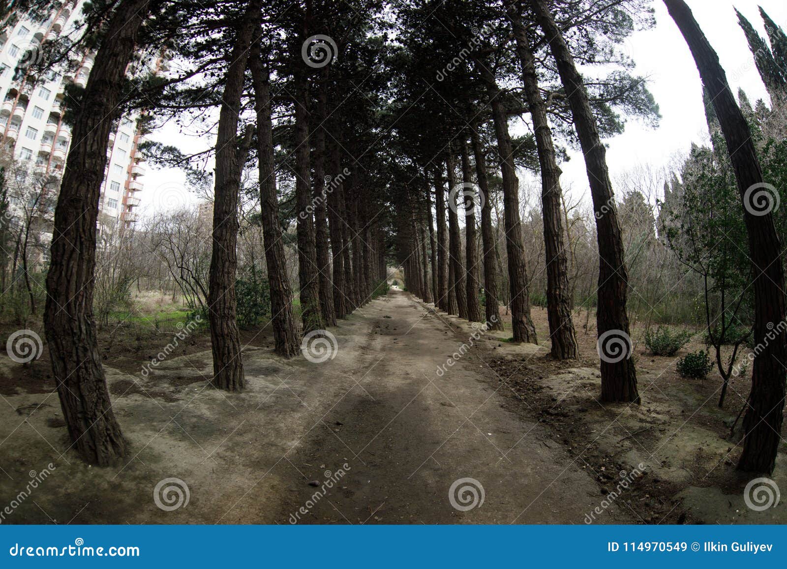 Fisheye View Of Dense Pine Tree Forest Looking Up Cloudy Weather