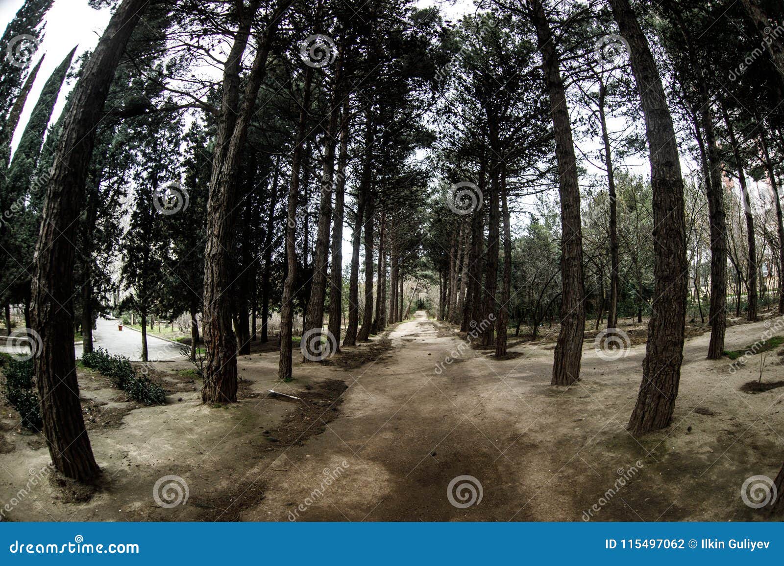 Fisheye View Of Dense Pine Tree Forest Looking Up Cloudy Weather