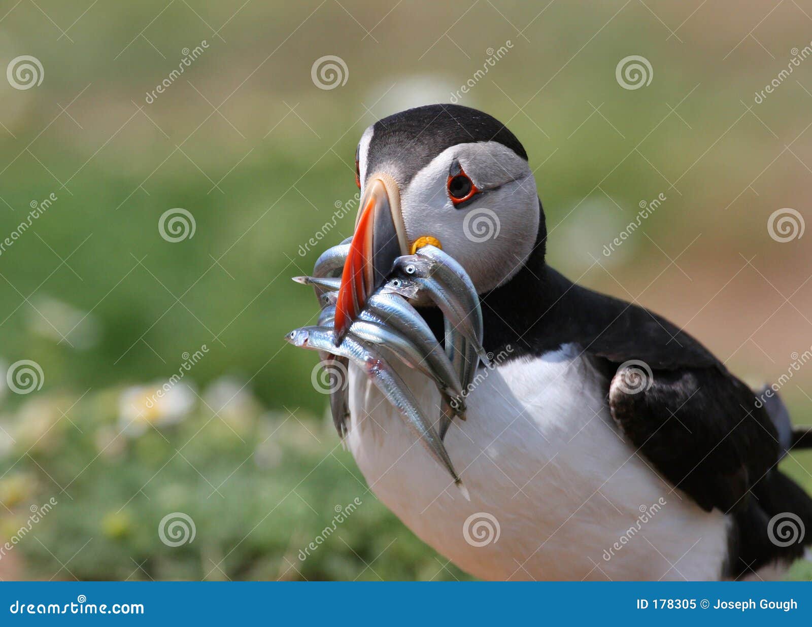 He Fishface Stockbild Bild Von Ufer Vogel Insel Abendessen 178305