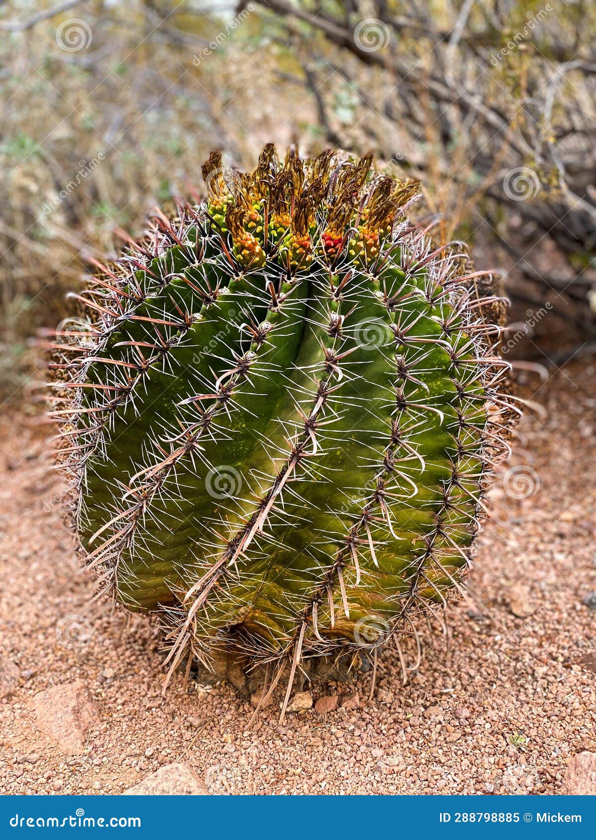 Fishhook Barrel Cactus stock image. Image of prickle - 288798885